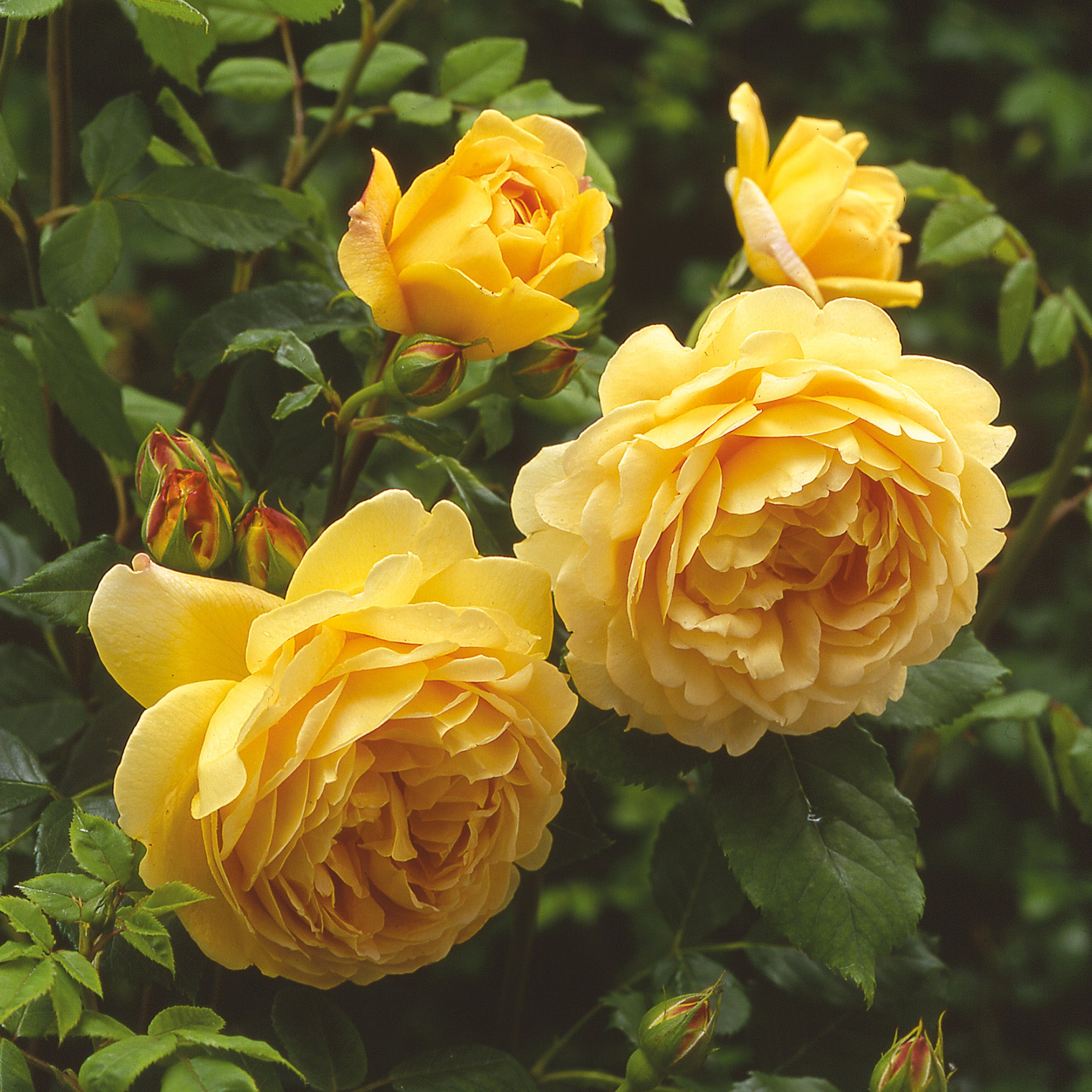 David Austin Golden Celebration English Shrub Rose - Thumbnail 4
