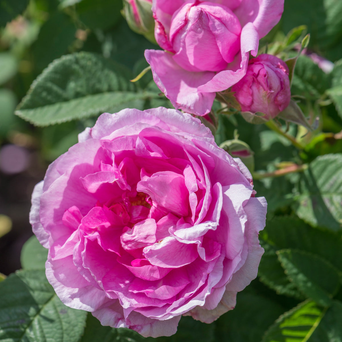 Old Five Roses Old Roses - David Austin Roses