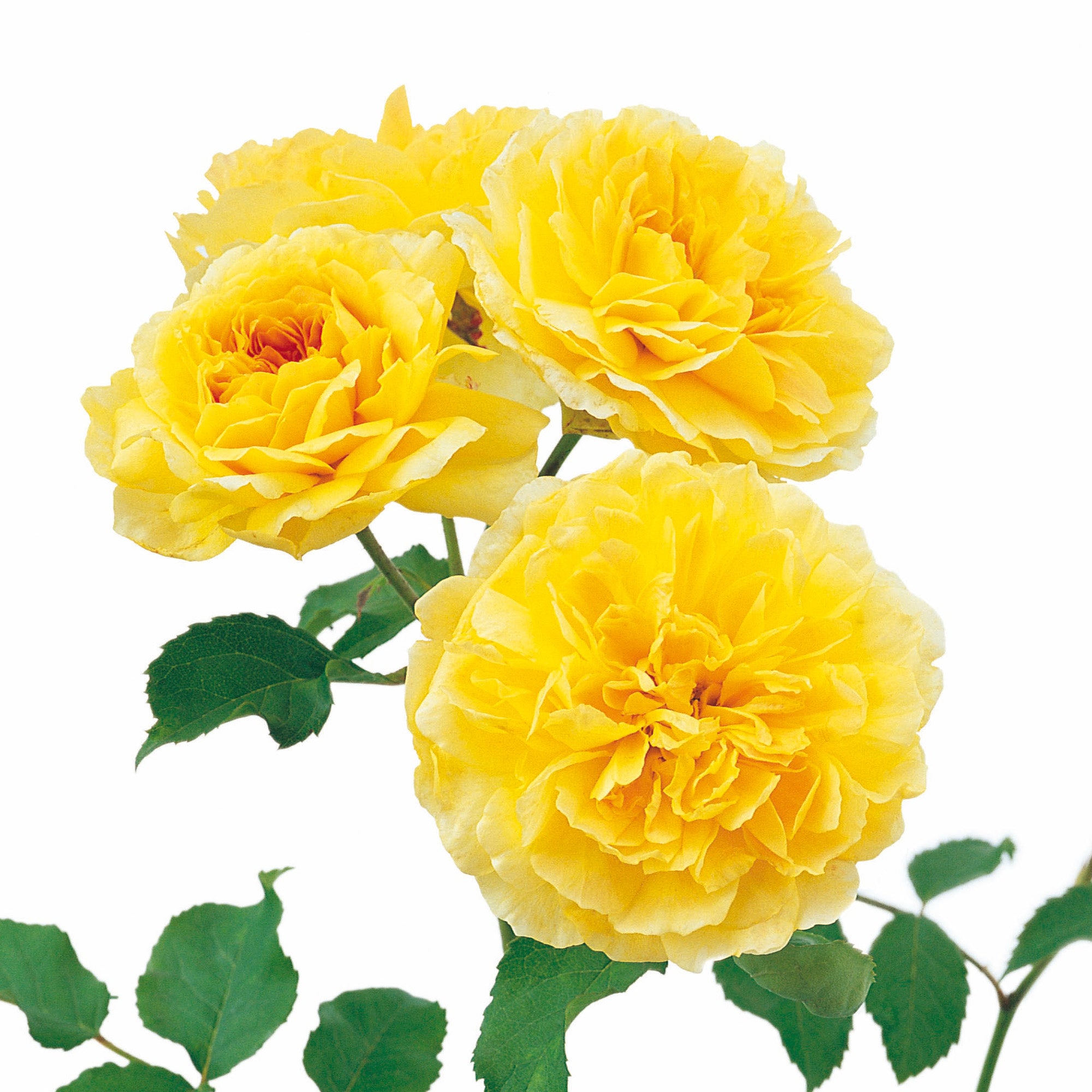 David Austin Roses Molineux - Thumbnail 2