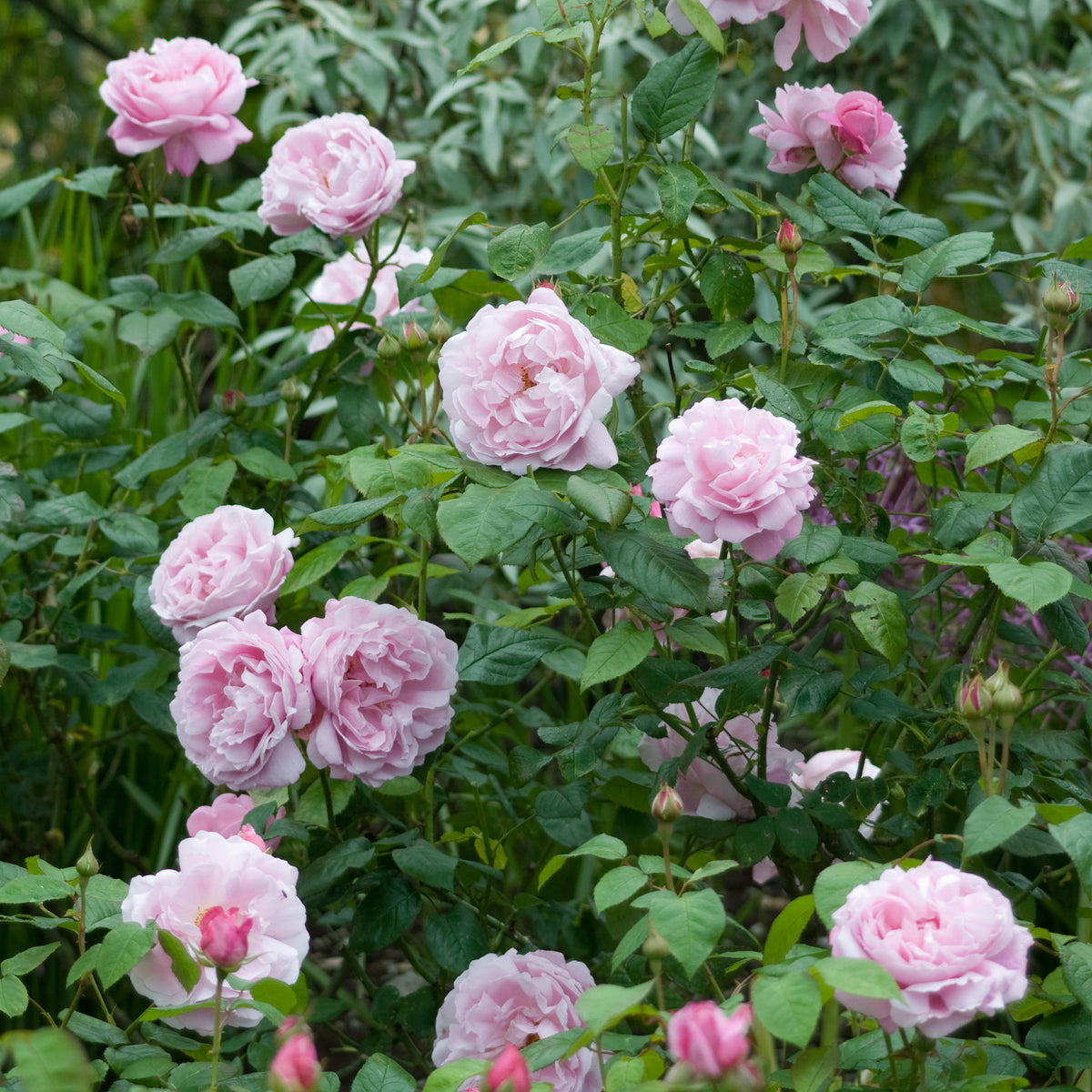 Mary Rose (Ausmary) | English Shrub Rose | David Austin Roses