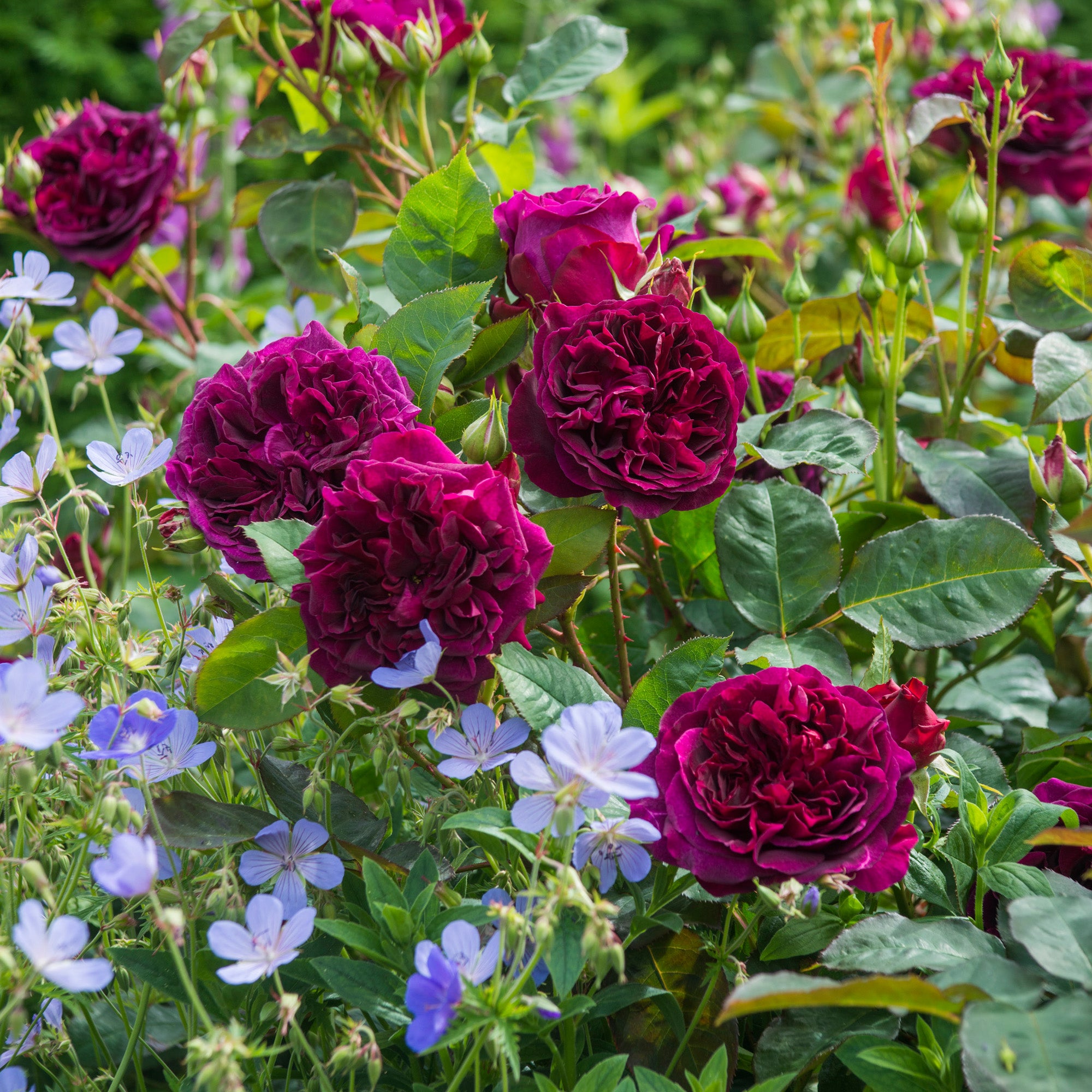 Munstead Wood (Ausbernard) | English Shrub Rose | David Austin Roses
