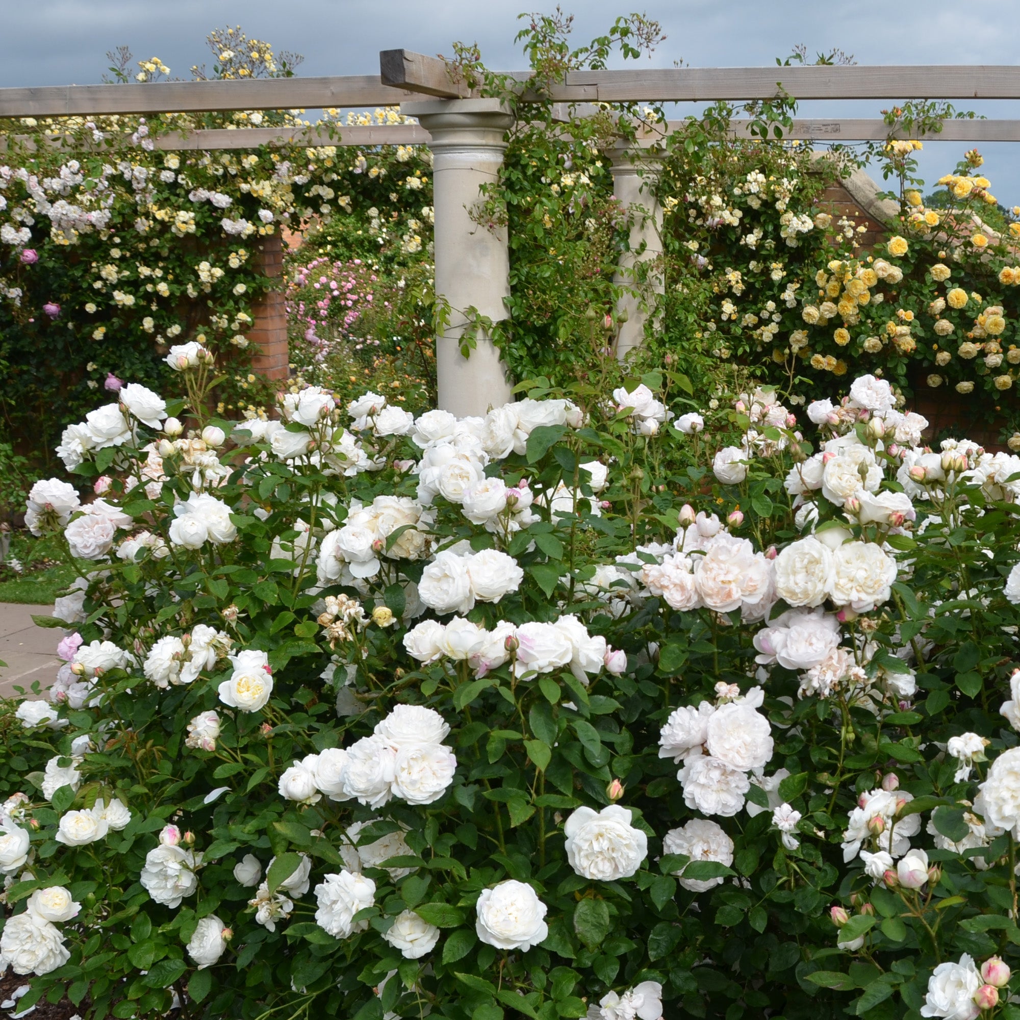 Winchester Cathedral (Auscat) | English Shrub Rose | David Austin