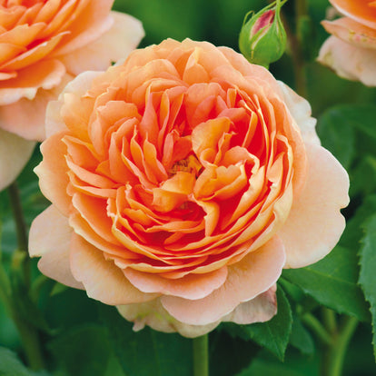 Roses for Growing in Pots and Containers - David Austin Roses