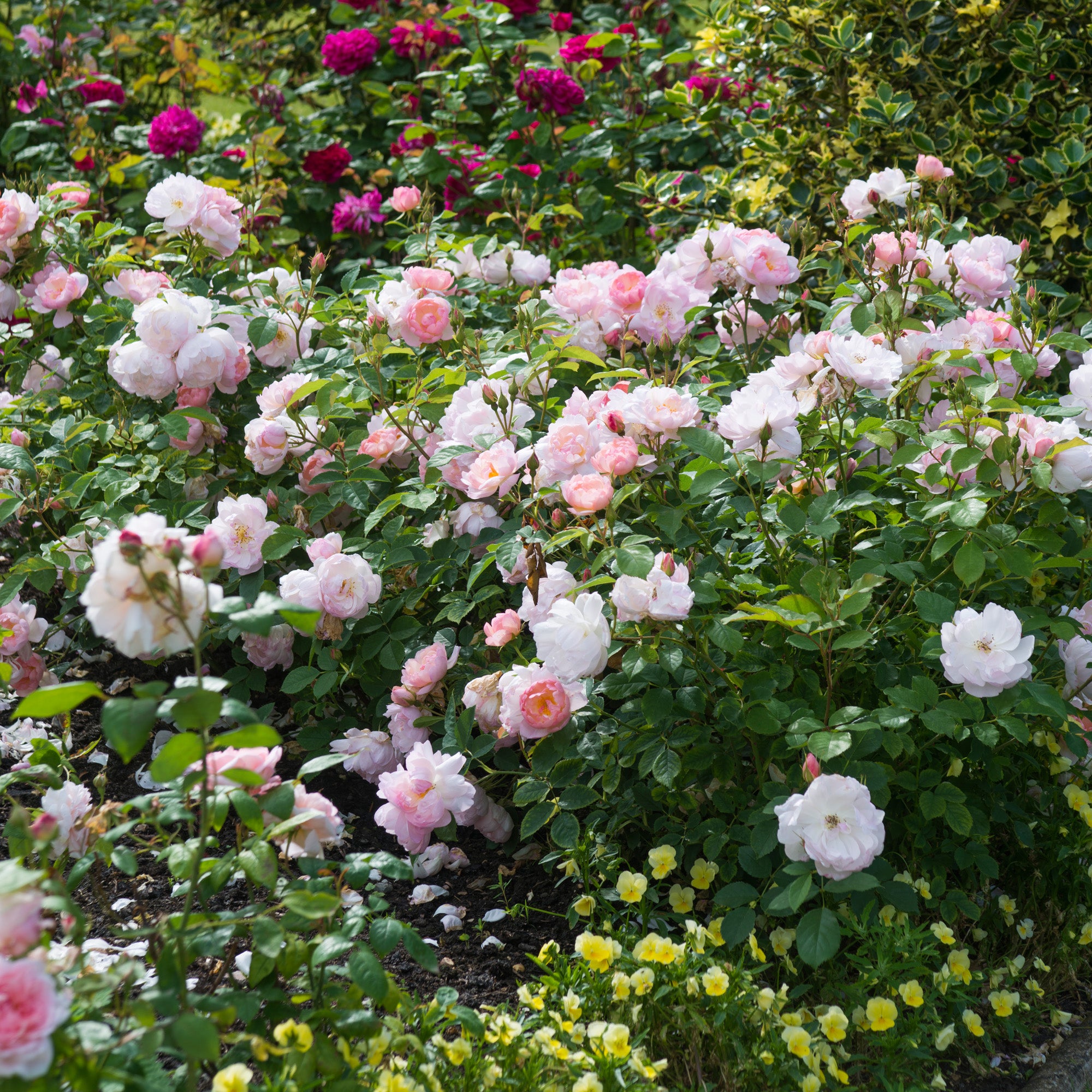 Scarborough Fair (Ausoran) | English Shrub Rose | David Austin Roses