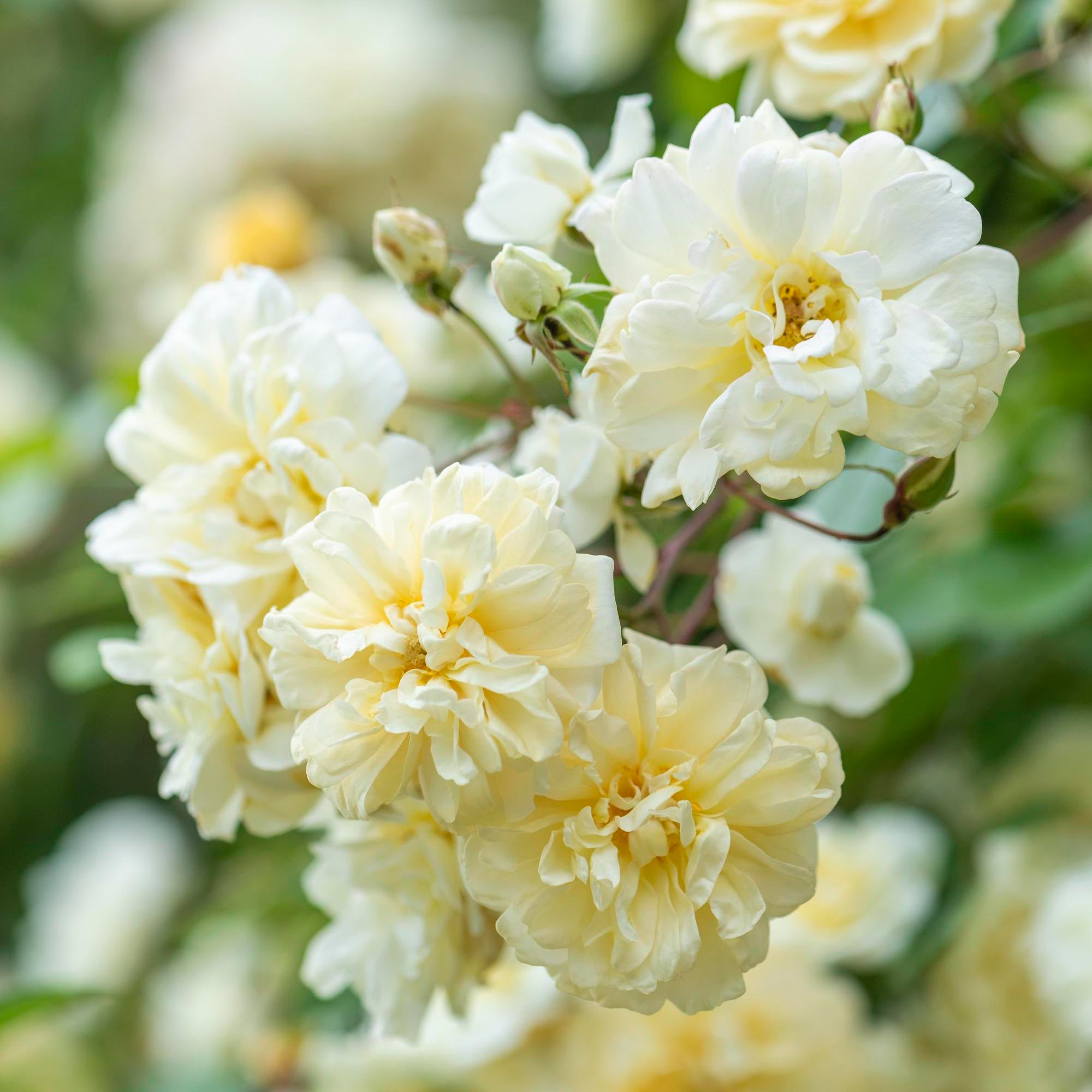 David Austin Roses Malvern Hills - Thumbnail 4