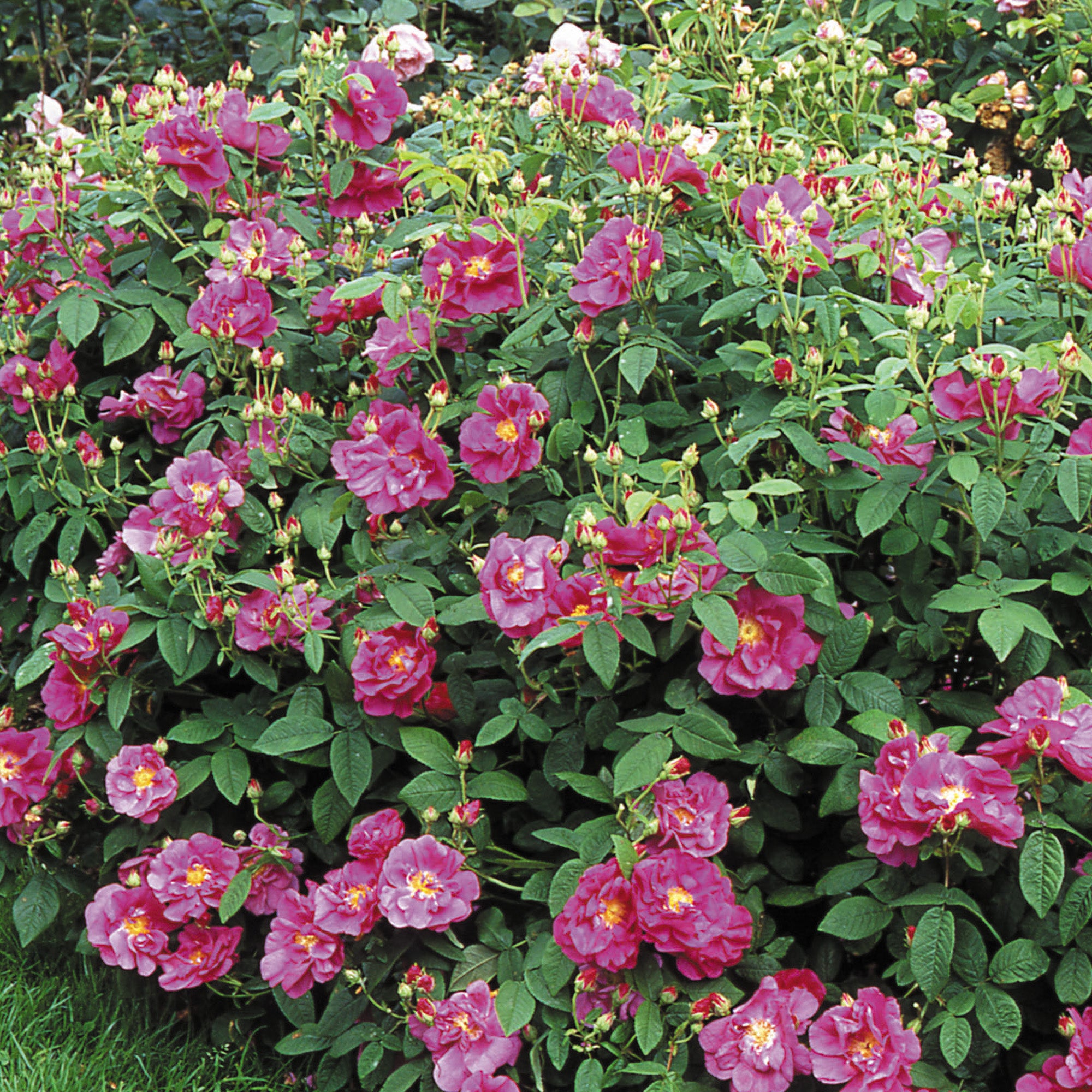 R. gallica ‘Officinalis’ - Thumbnail 2