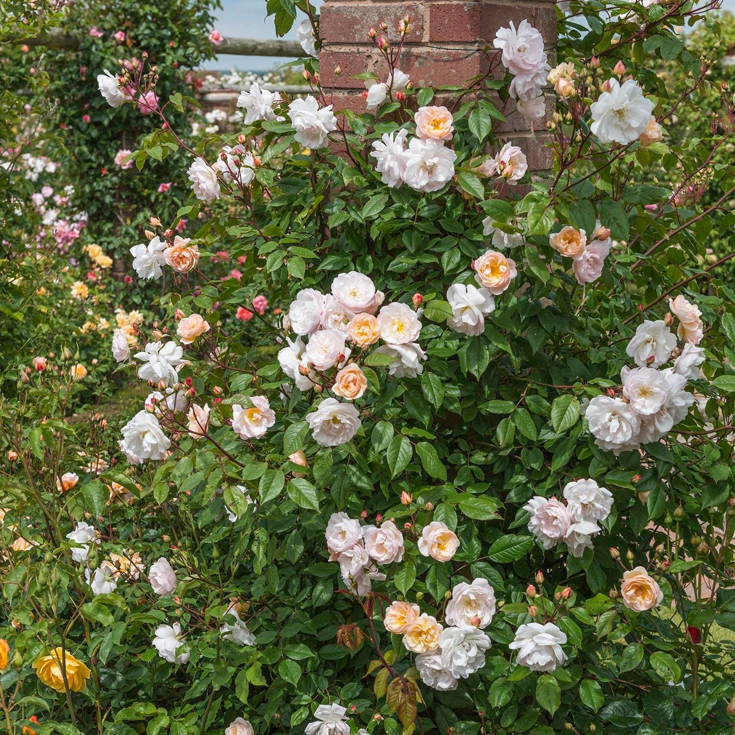 The Lady of the Lake (Ausherbert) | English Rambling Rose | David