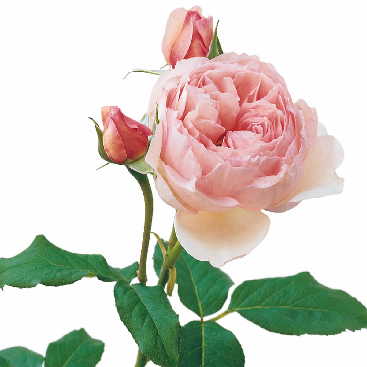 Heritabe Roses Heritage (Ausblush) | English Shrub Rose | David Austin Roses