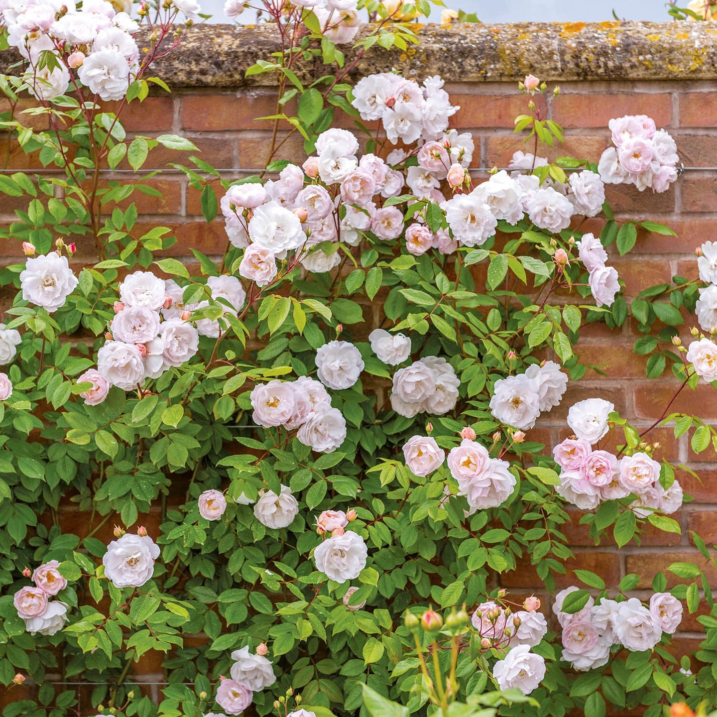 The Lady of the Lake (Ausherbert) | English Rambling Rose | David ...