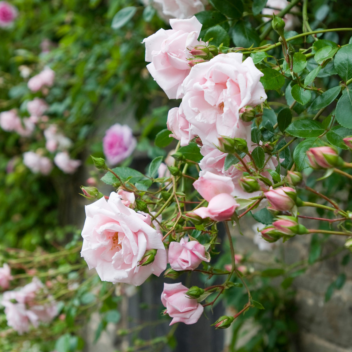 New Dawn | Climbing Rose | David Austin Roses