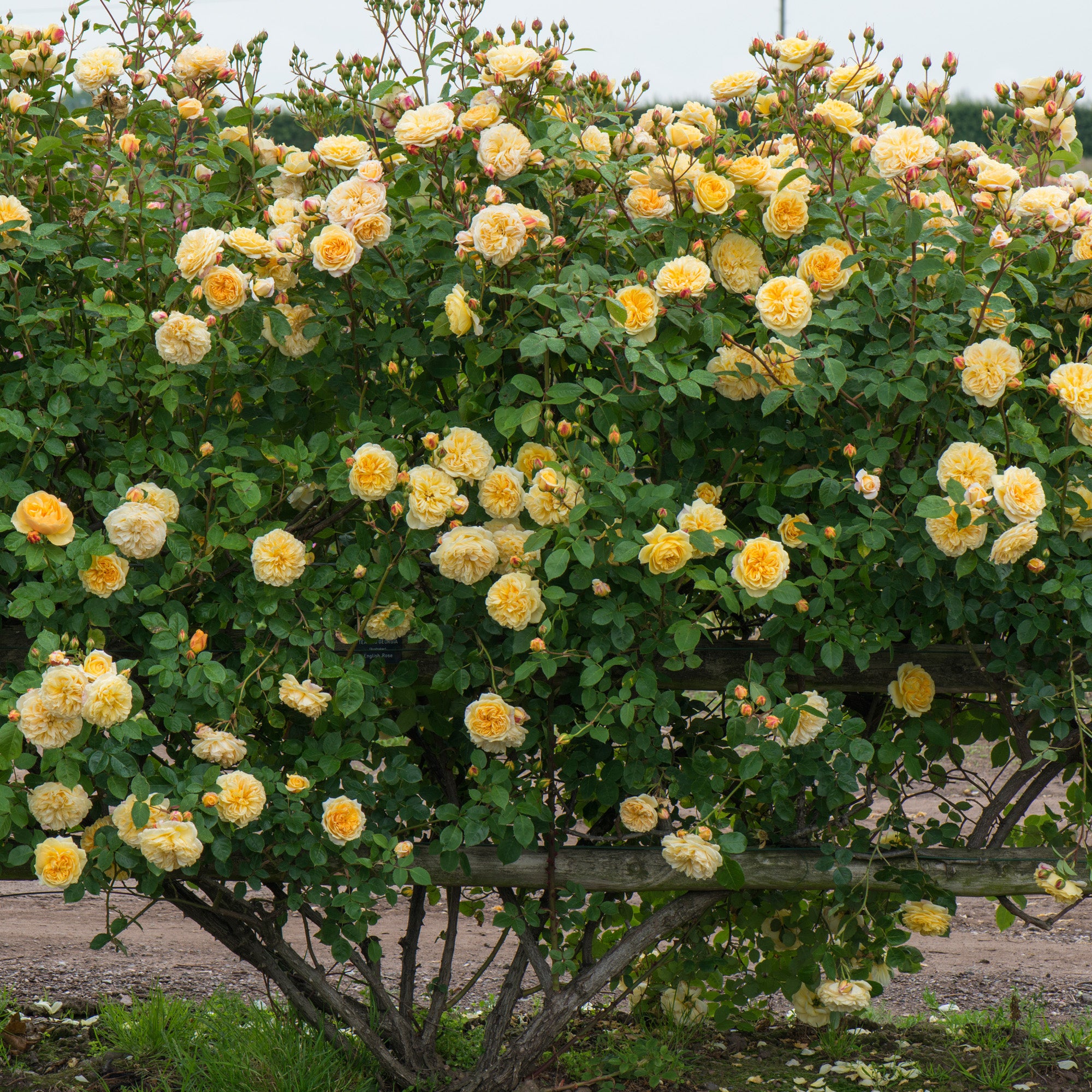 David Austin Roses Teasing Georgia - Thumbnail 5