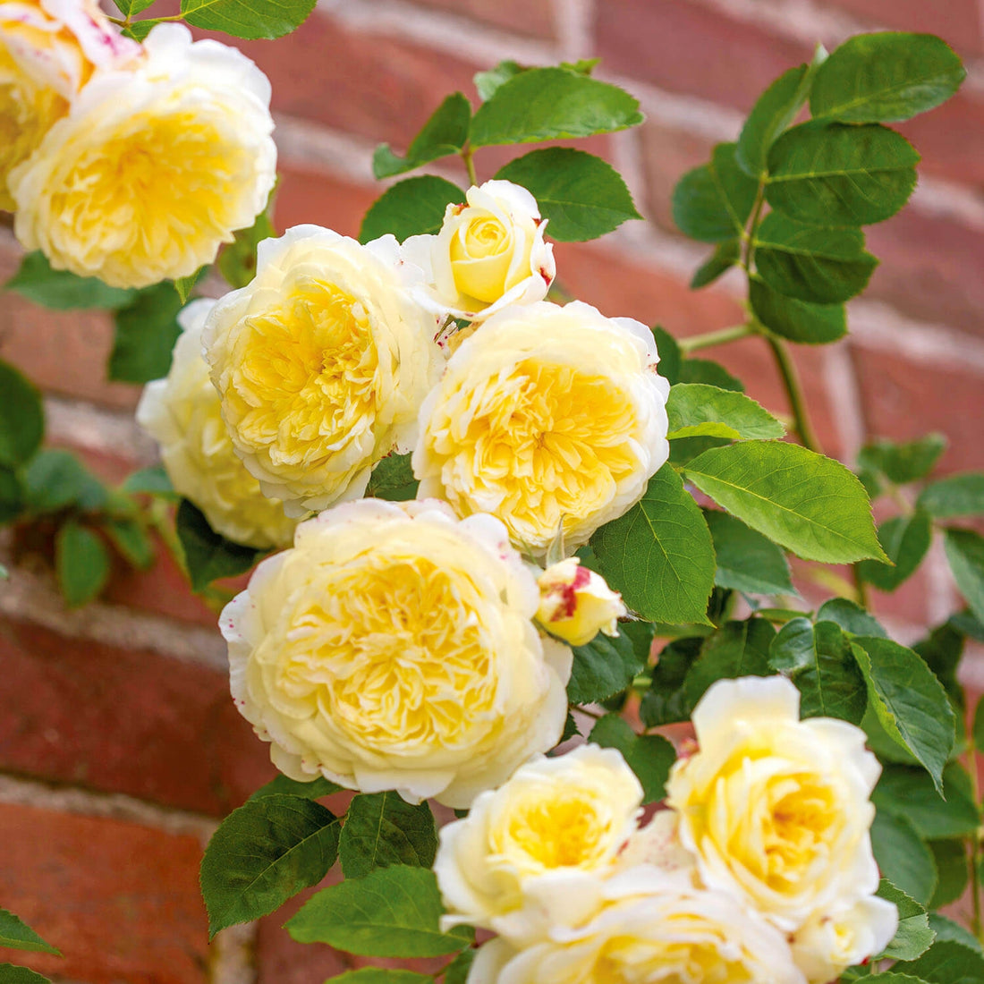 Roses for Pillars & Obelisks - David Austin Roses