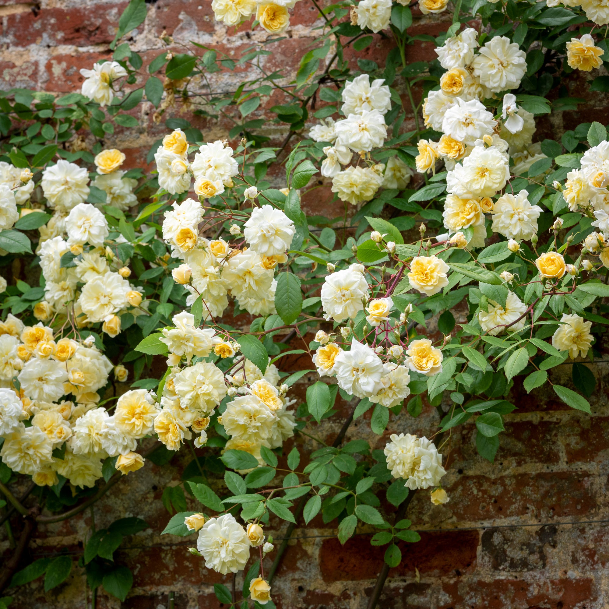 David Austin Roses Malvern Hills - Thumbnail 2