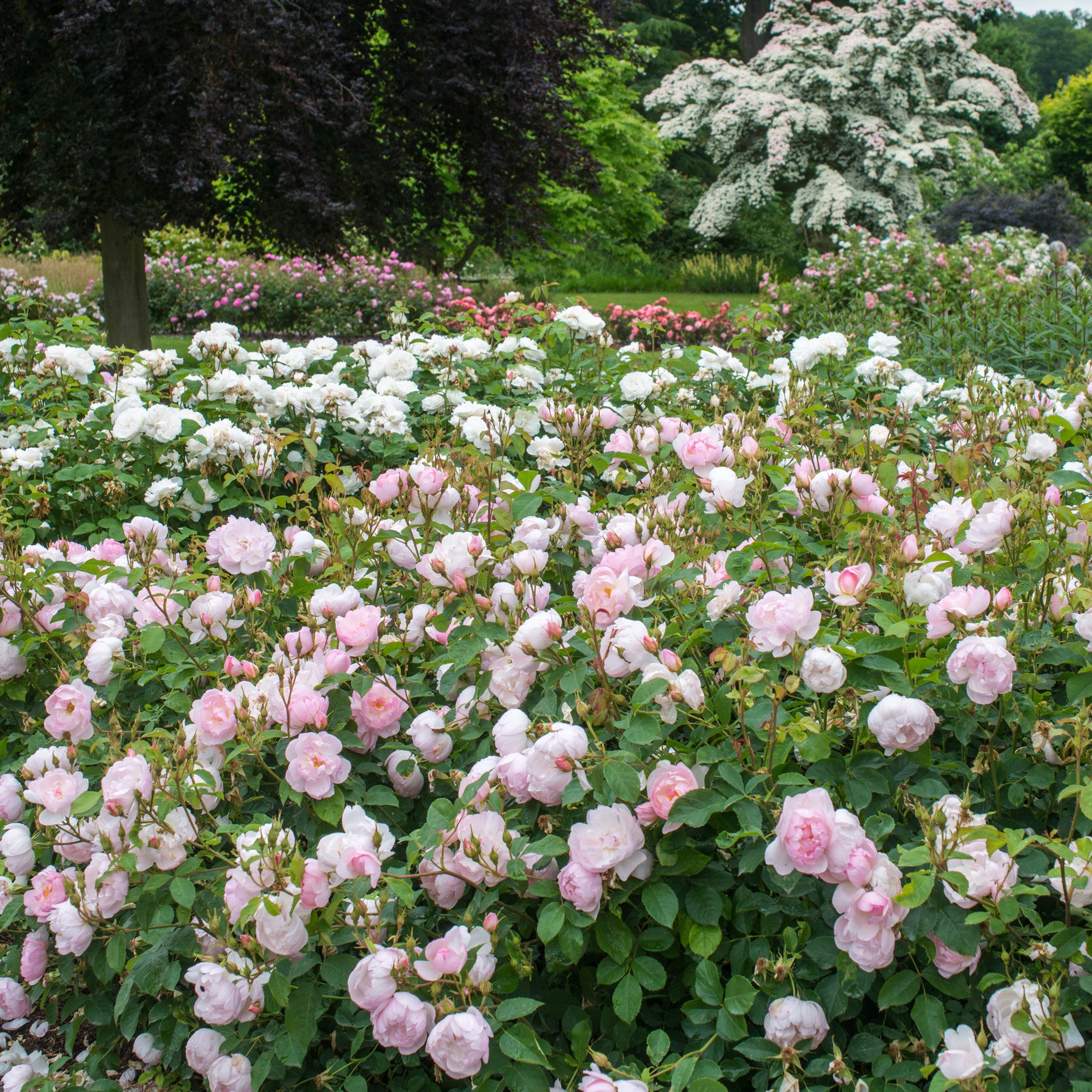 Scarborough Fair (Ausoran) | English Shrub Rose | David Austin Roses