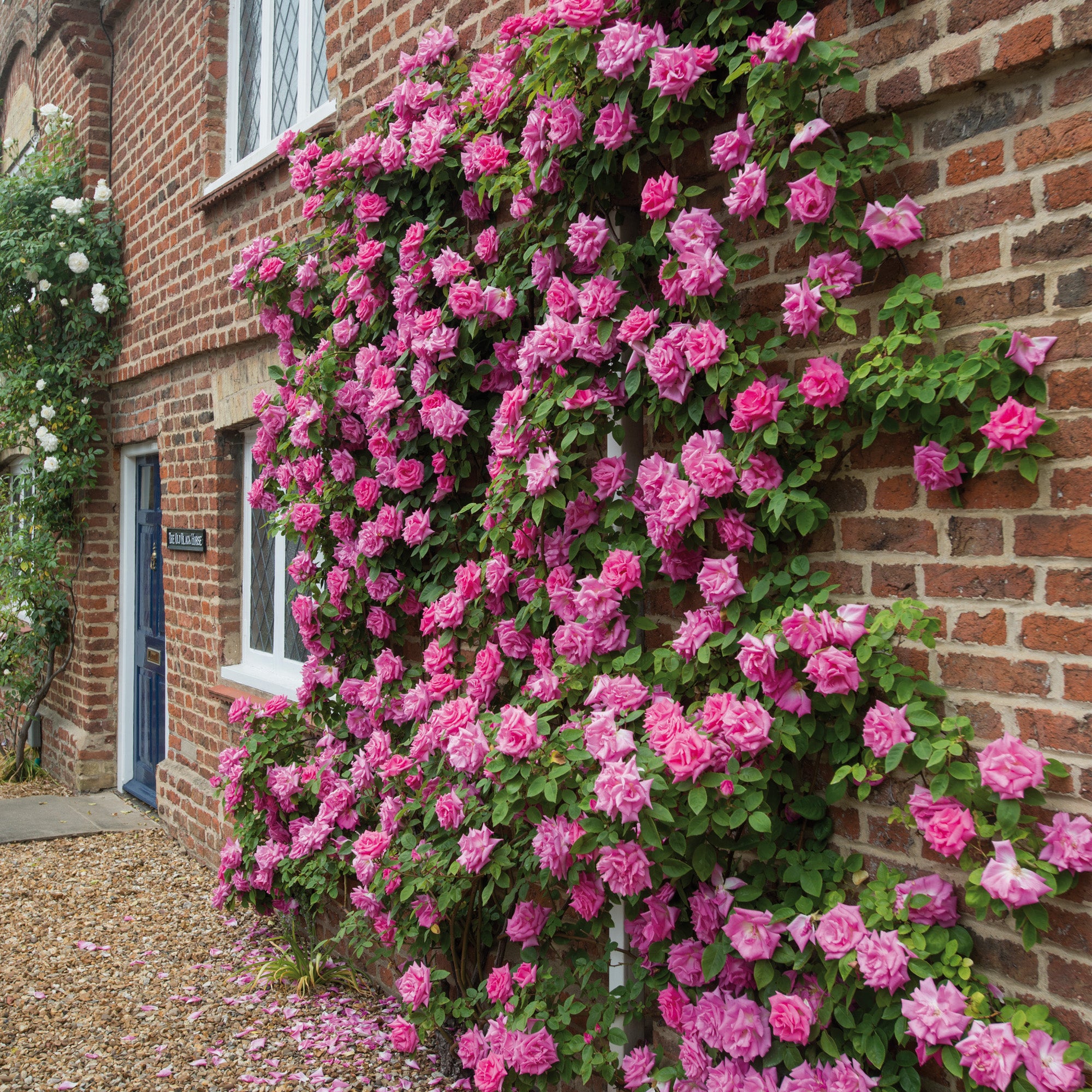 Spacing Roses Antique Climbing Rose Bush - All For One