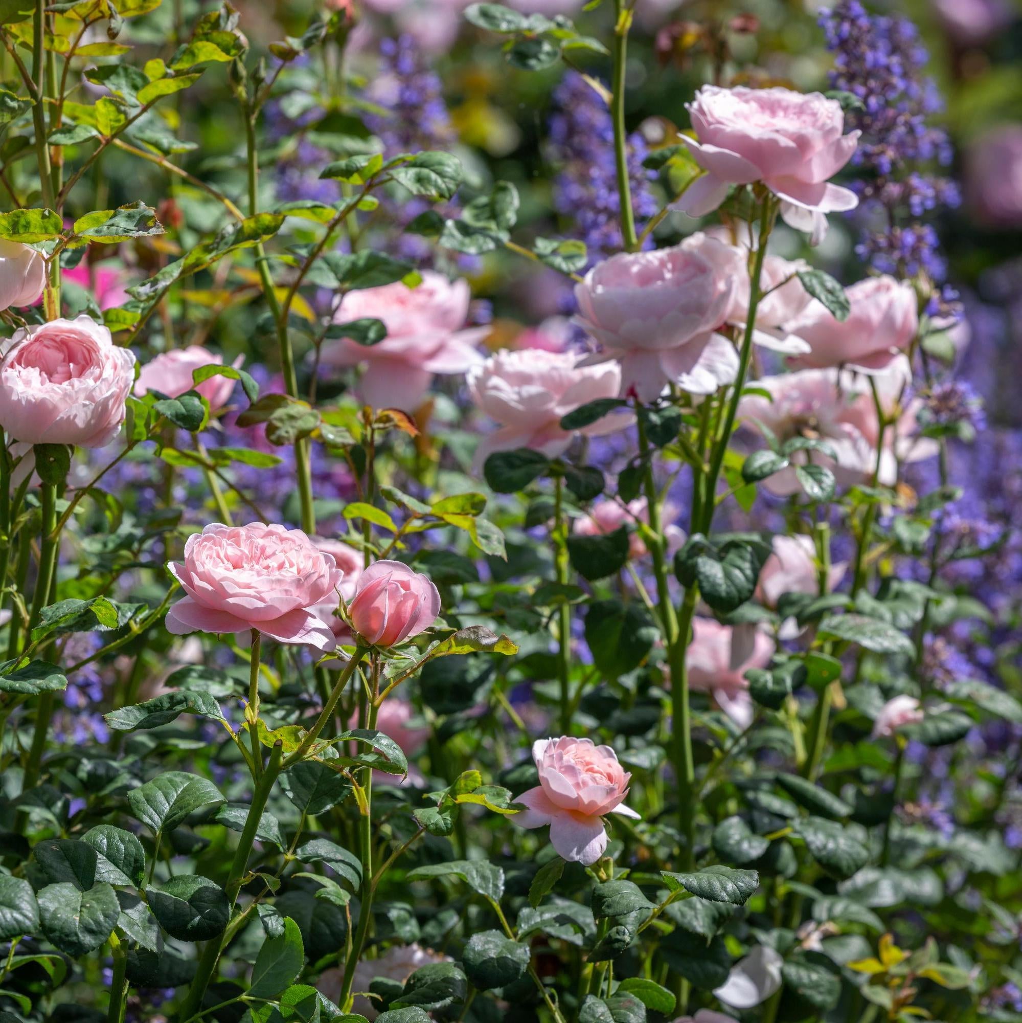 Queen of Sweden (Austiger) | English Shrub Rose | David Austin Roses