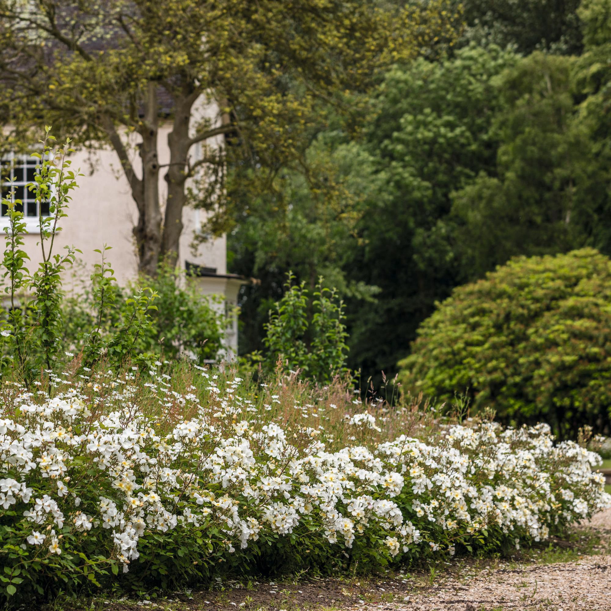 Kew Gardens - Thumbnail 4