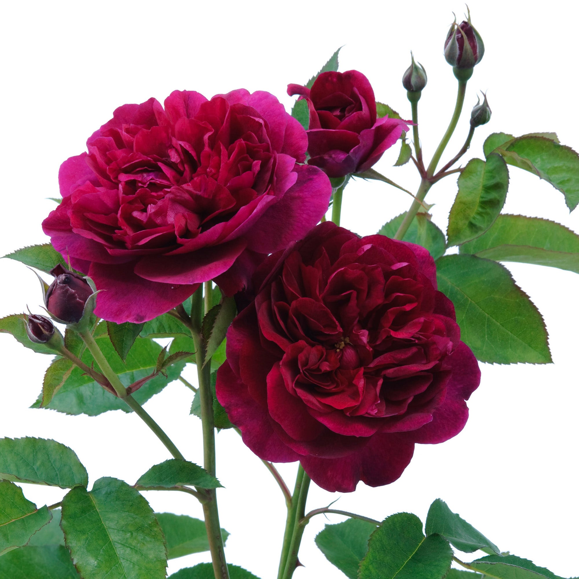David Austin Roses Darcey Bussell