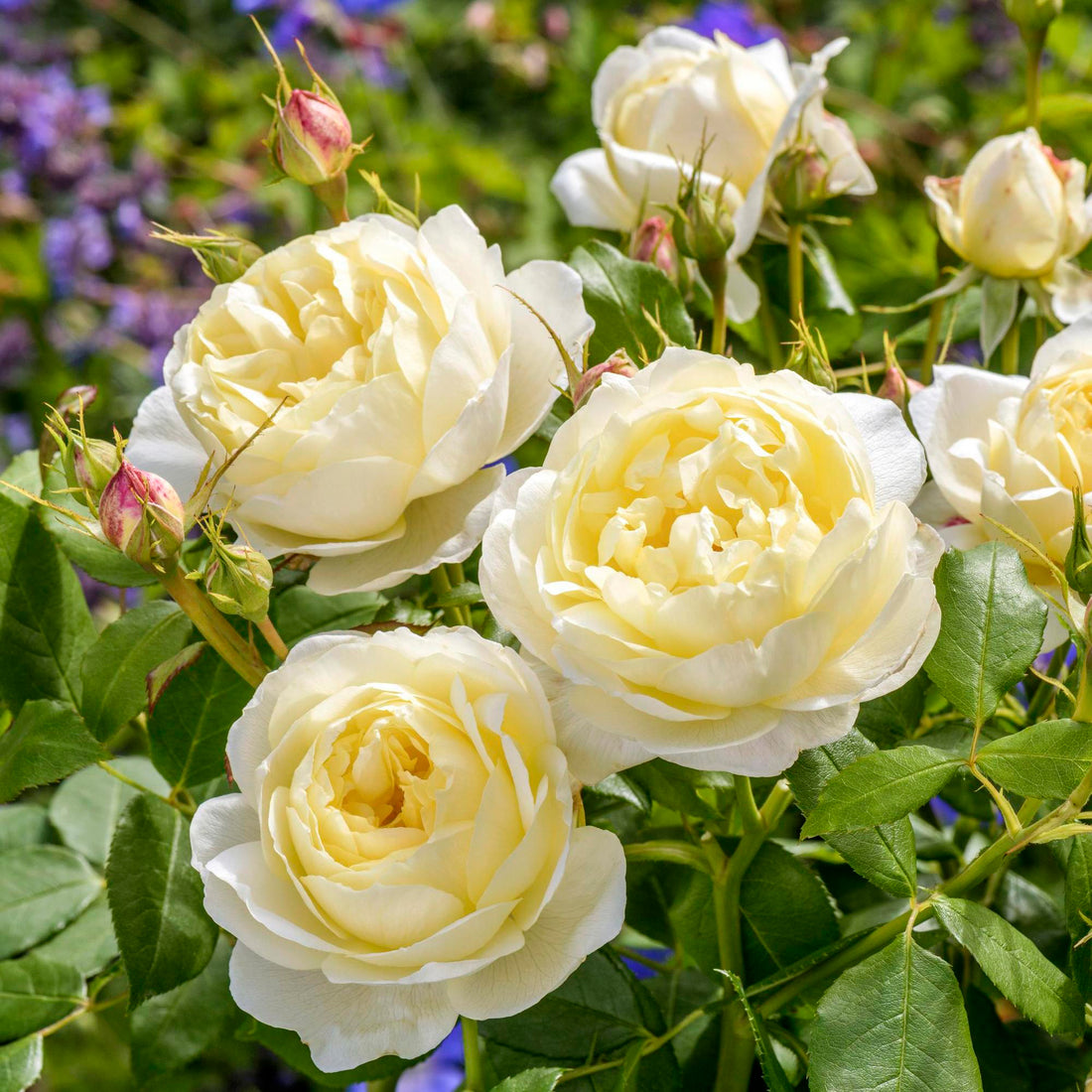 Yellow Roses - David Austin Roses