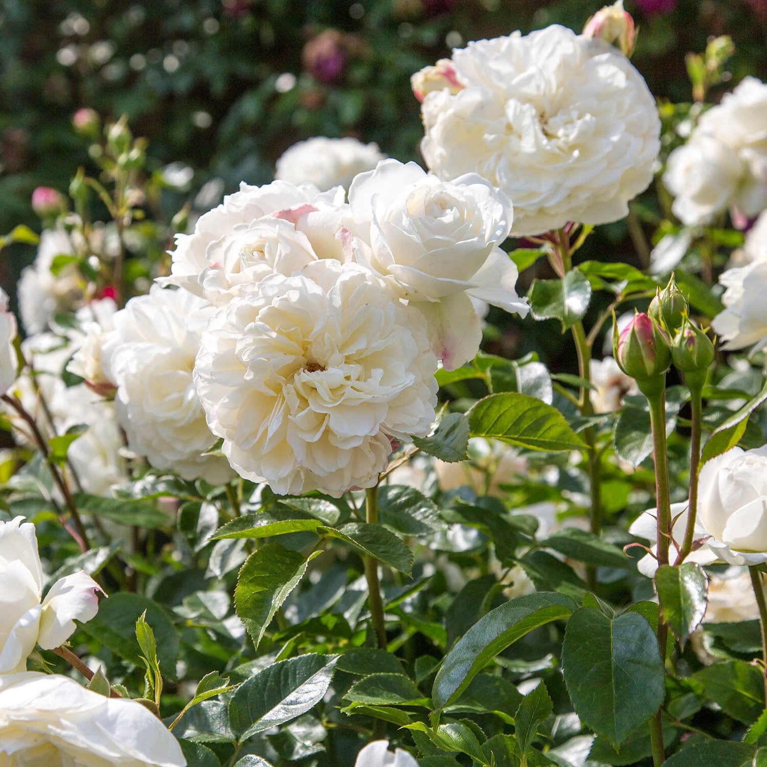White Garden Rose