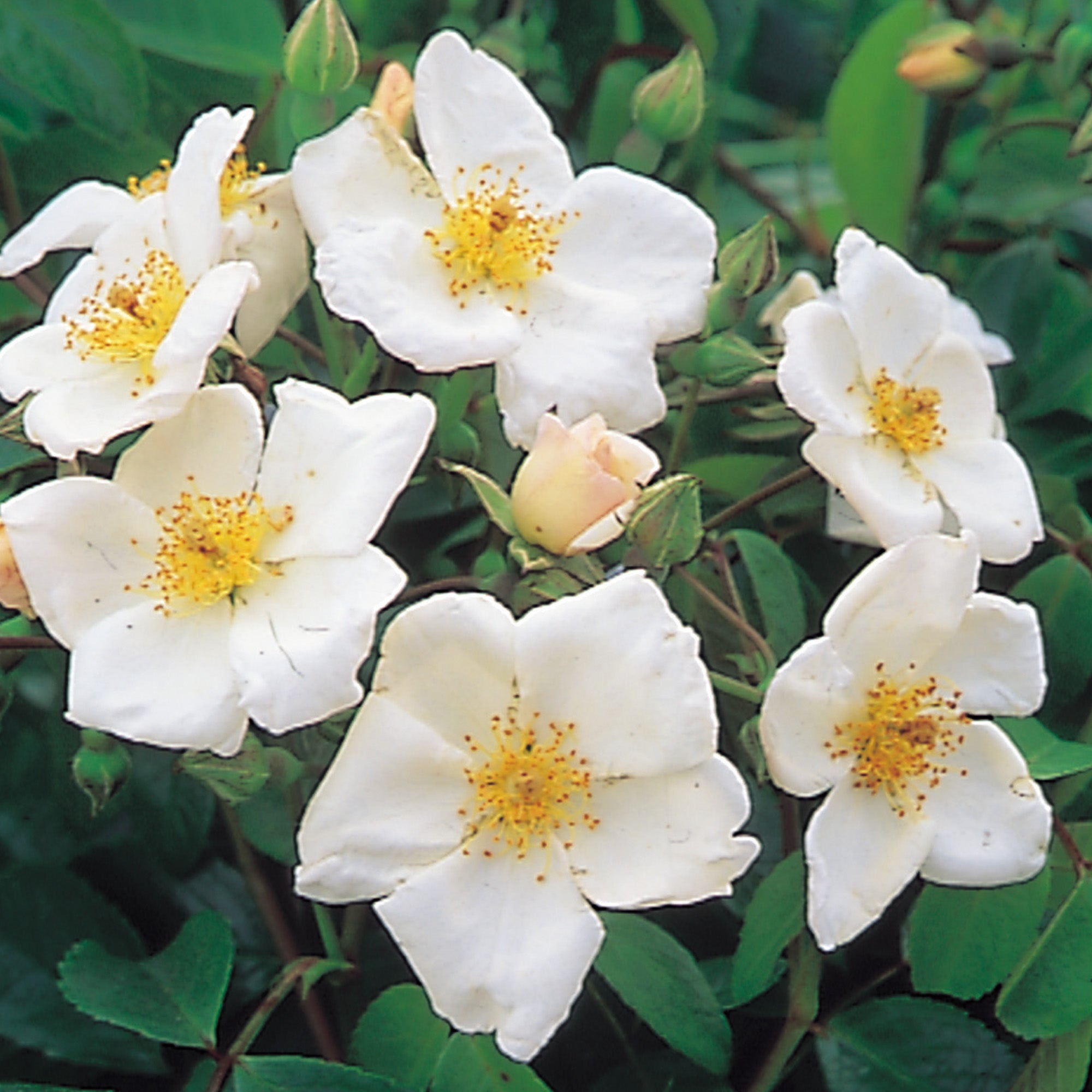 Rushing Stream (Austream) | Ground Cover Rose | David Austin Roses