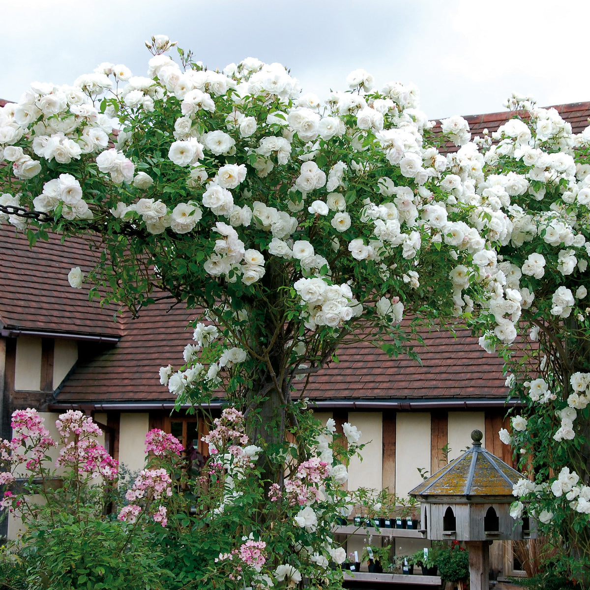 Iceberg | Climbing Rose | David Austin Roses