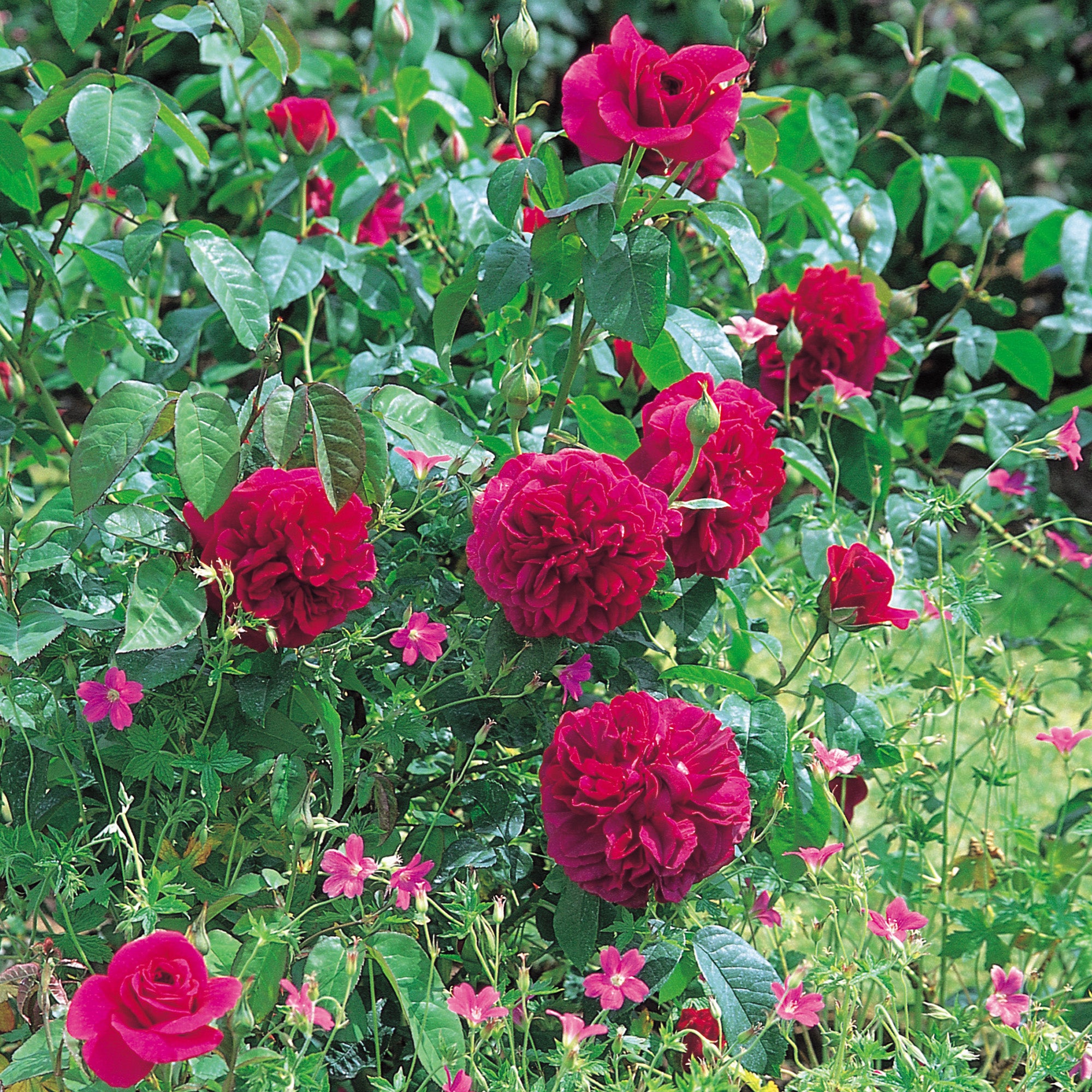 The Dark Lady (Ausbloom) | English Shrub Rose | David Austin Roses
