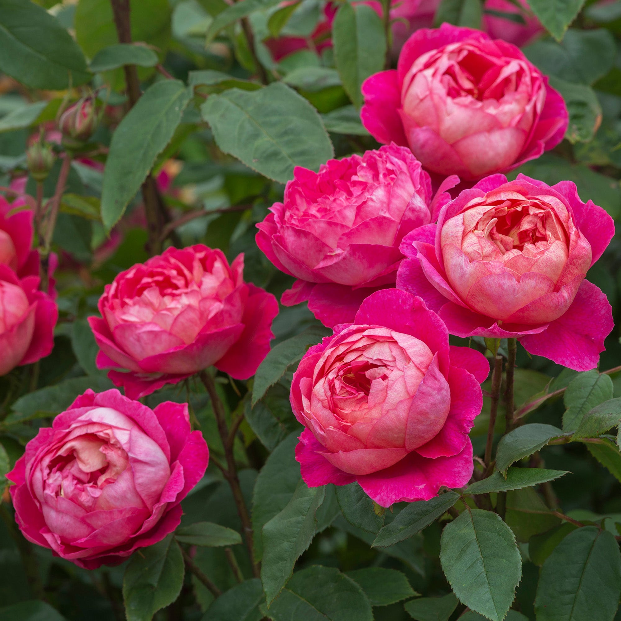 David Austin Roses Benjamin Britten - Thumbnail 3
