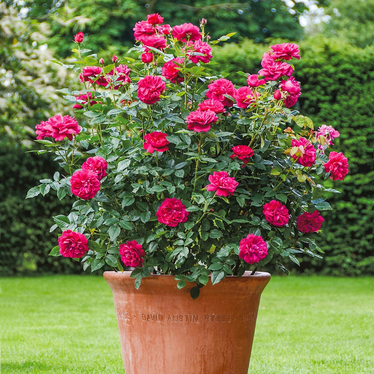 David Austin Roses Darcey Bussell - Thumbnail 2