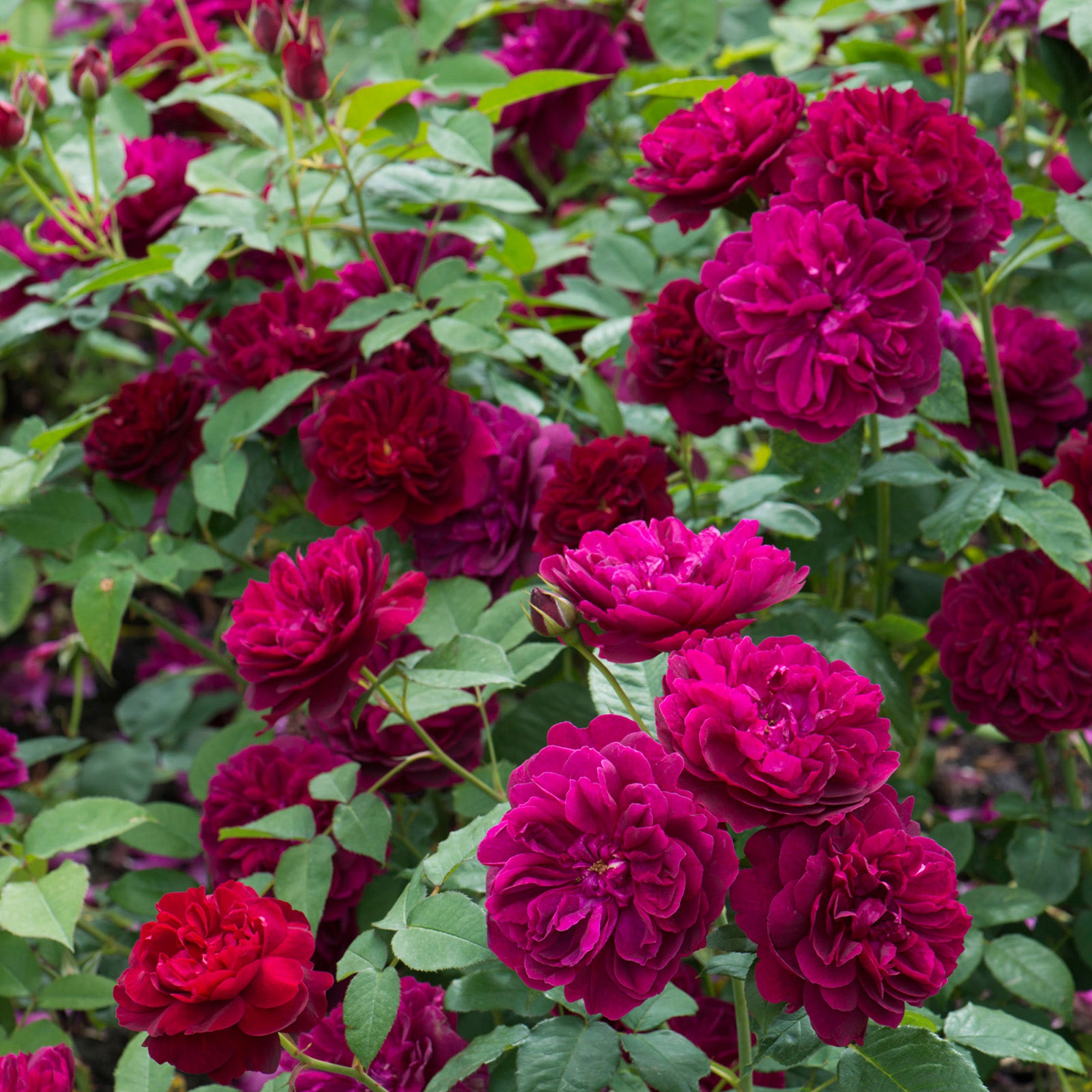 Darcey Bussell (Ausdecorum) | English Shrub Rose | David Austin Roses