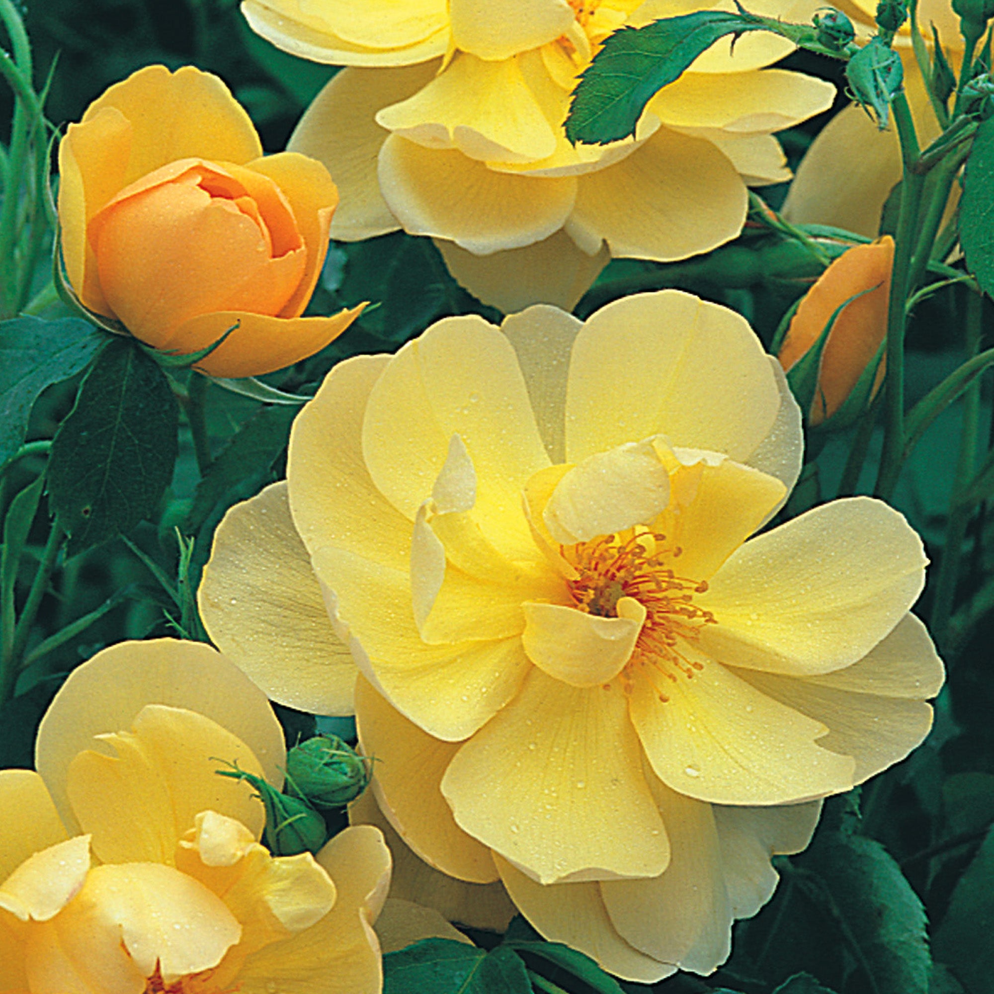 Buttercup - Thumbnail 3