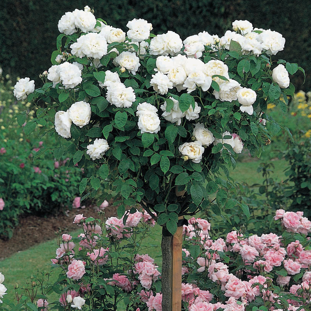 Tree Roses - David Austin Roses