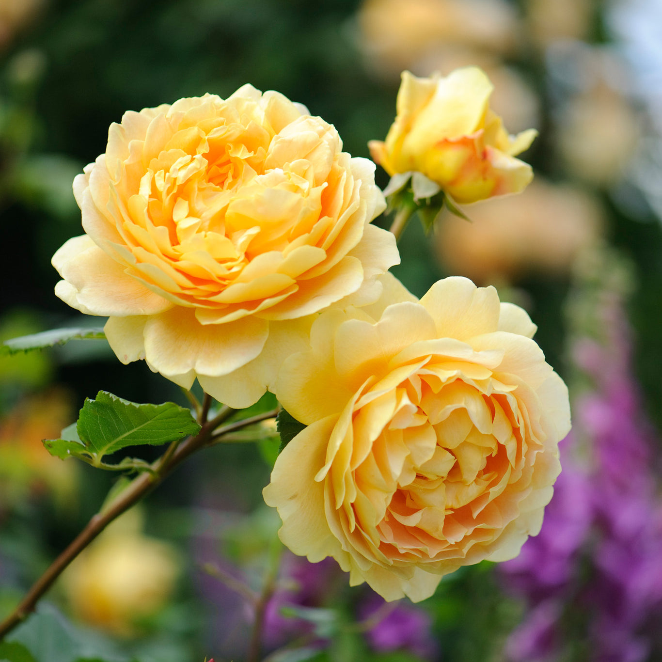 Yellow Roses - David Austin Roses