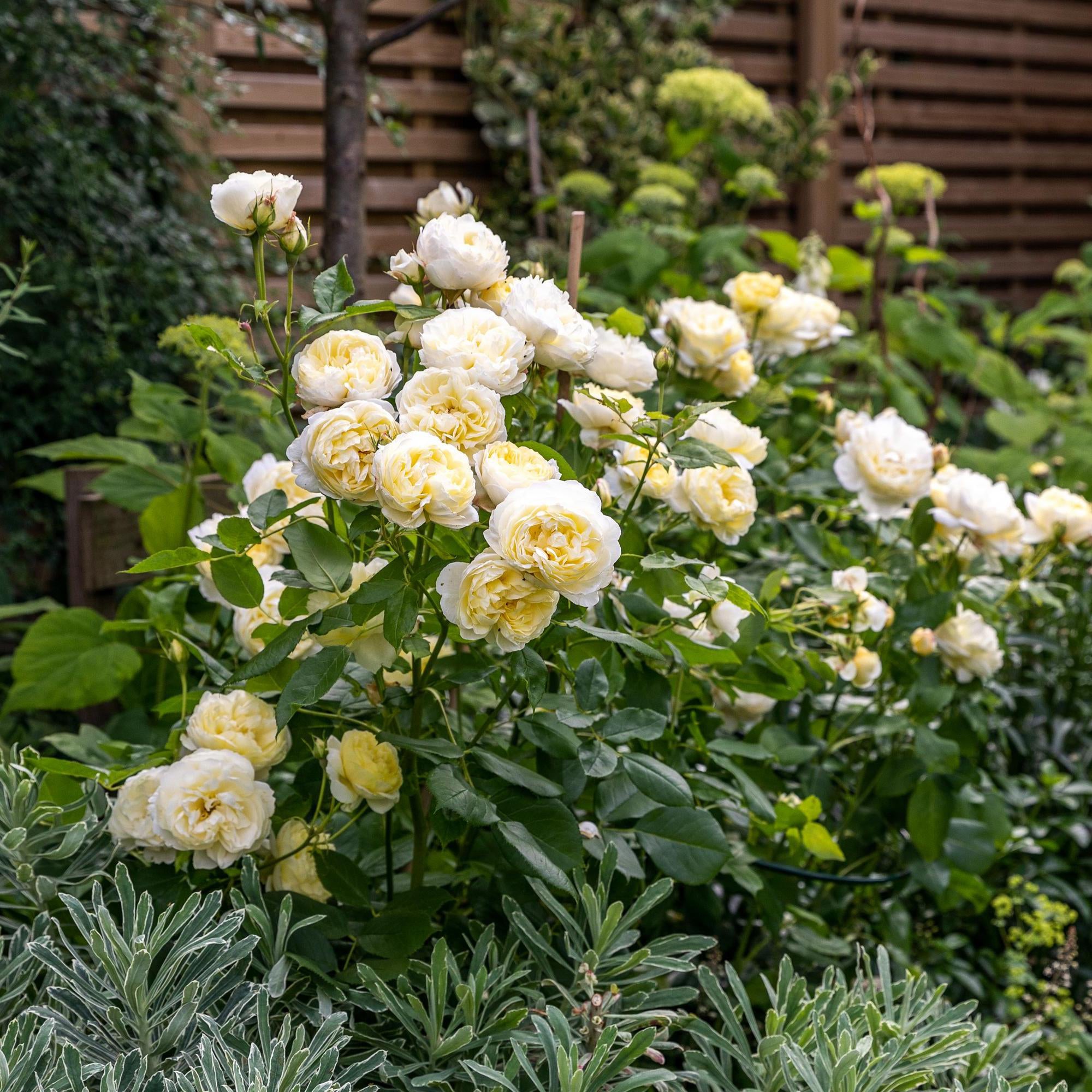 Vanessa Bell (Auseasel) | English Shrub Rose | David Austin Roses