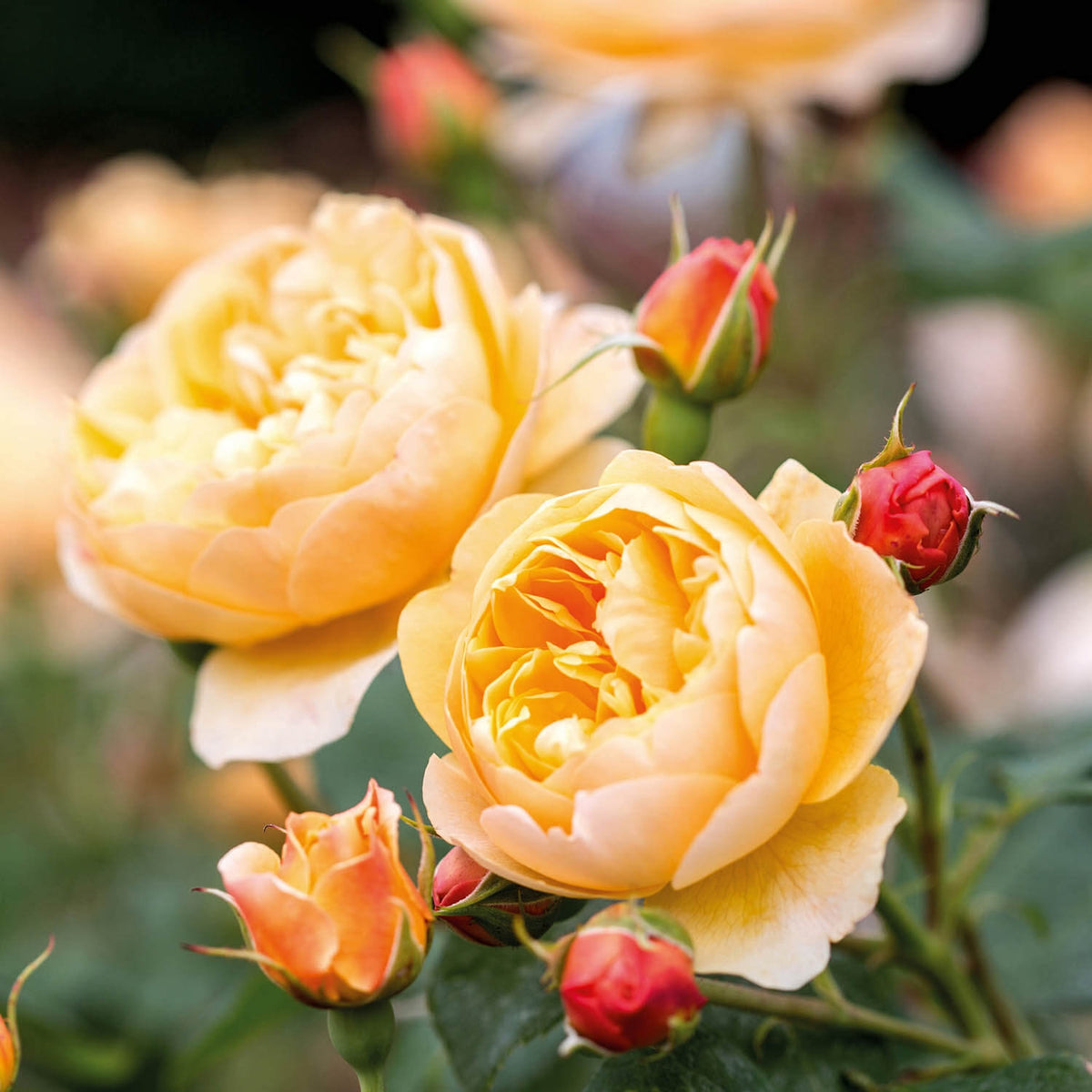 How to Prune a Standard Tree Rose | David Austin