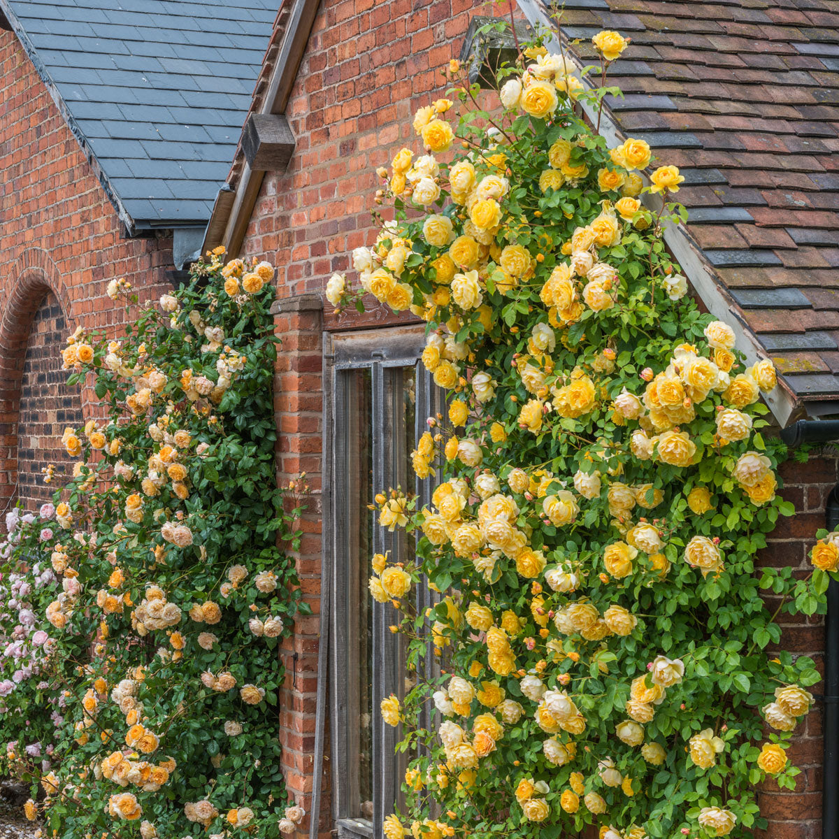 Graham Thomas (Ausmas) | English Climbing Rose | David Austin Roses