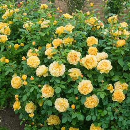 Golden Celebration (Ausgold) | English Shrub Rose | David Austin Roses