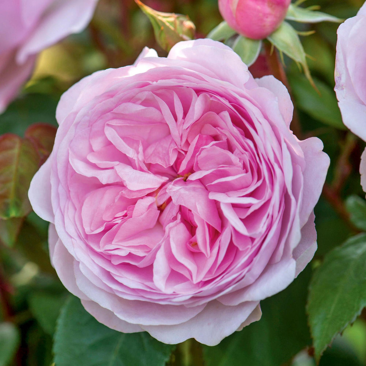 Olivia Rose Austin (Ausmixture) | English Shrub Rose | David Austin Roses