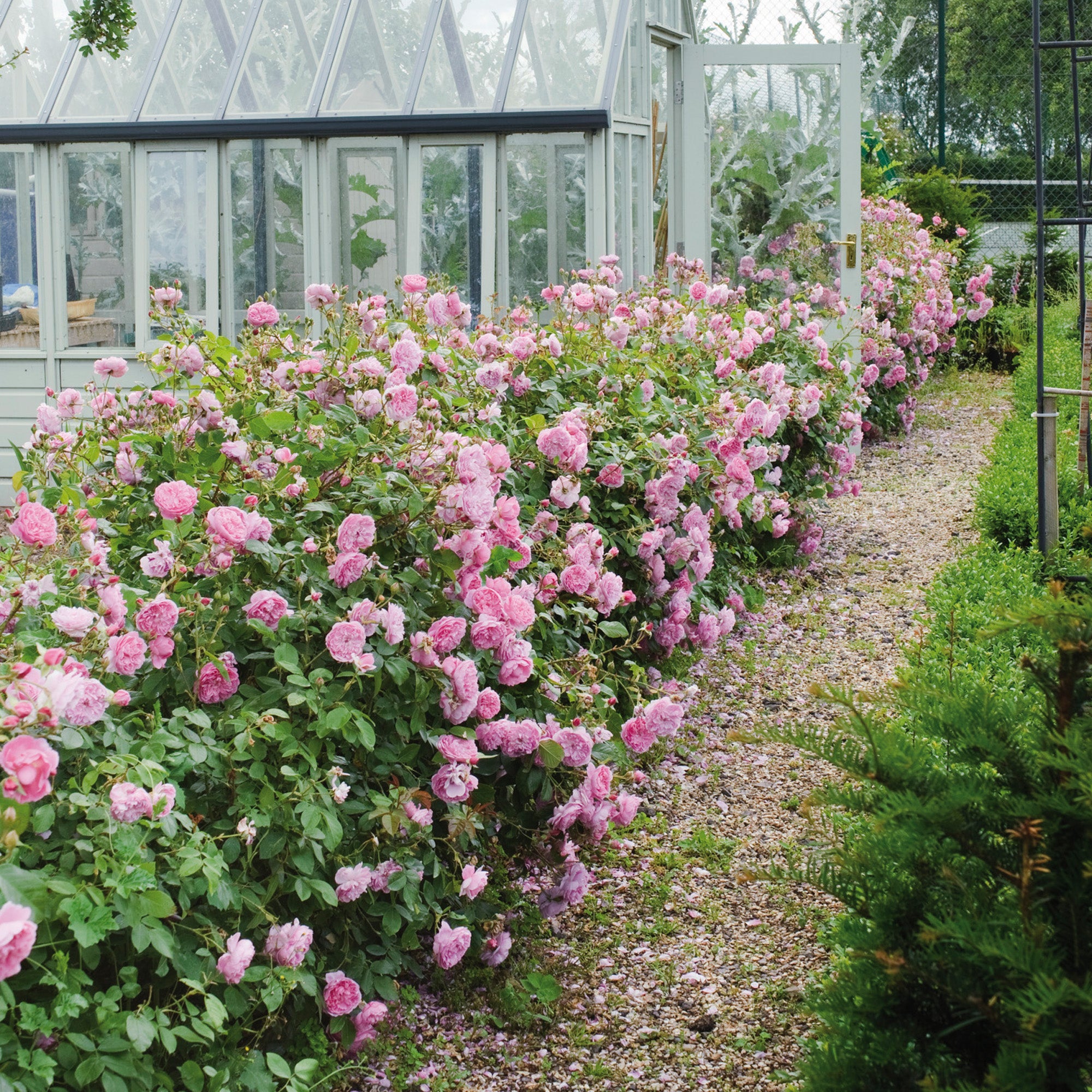 Harlow Carr® 5 Rose Hedging Bundle