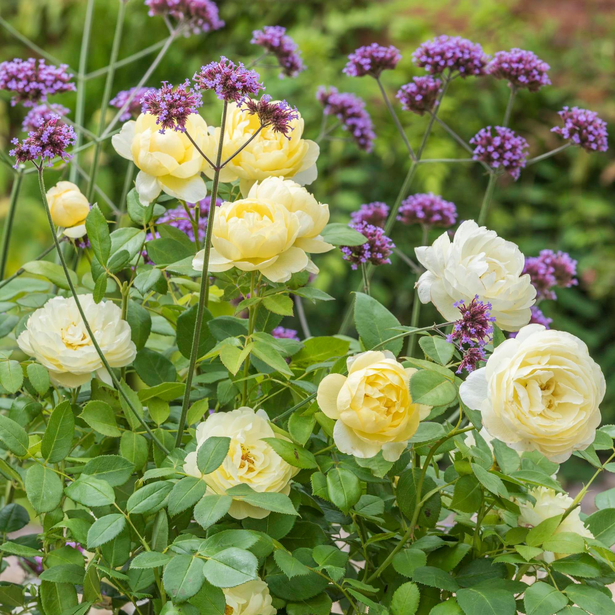 David Austin Roses Vanessa Bell Rose - Thumbnail 5