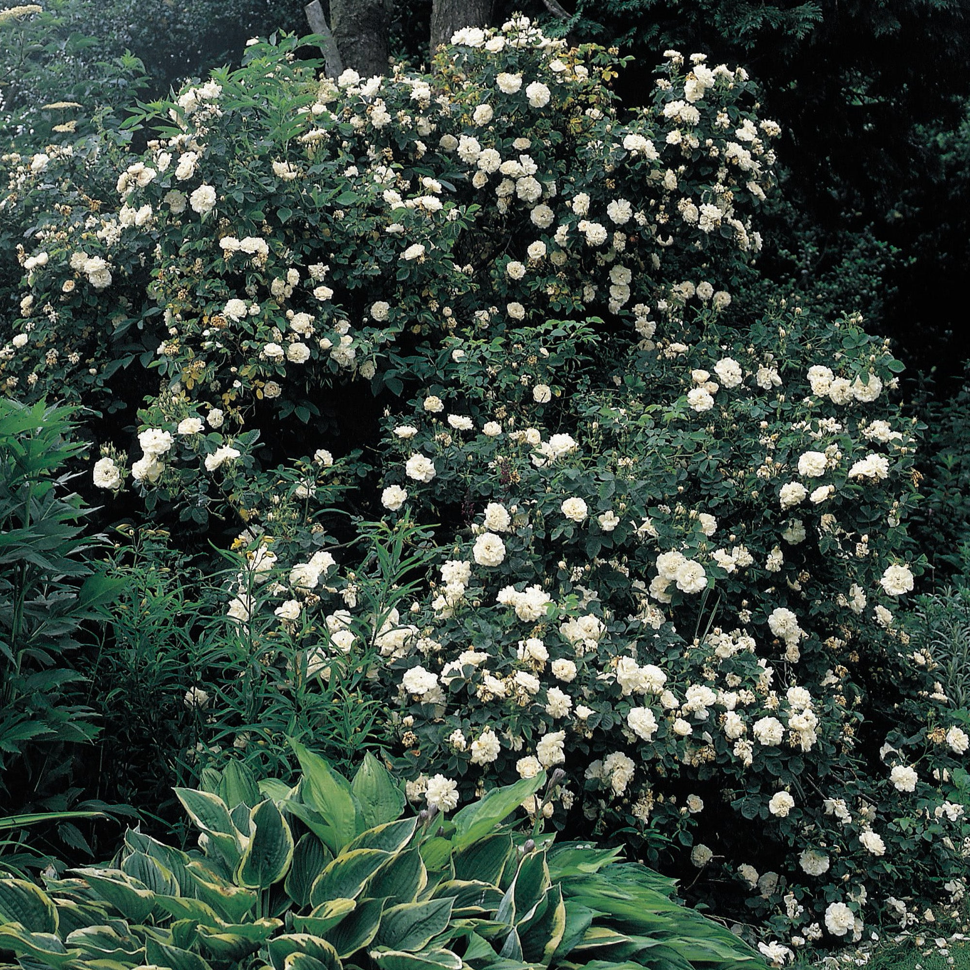 Alba Maxima - Thumbnail 3