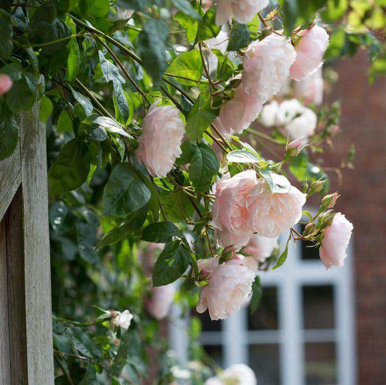 あ*♡様 未使用　Her lip to EnglishRose Gardenドレ The Generous Gardener (Ausdrawn) | English Climbing Rose | David