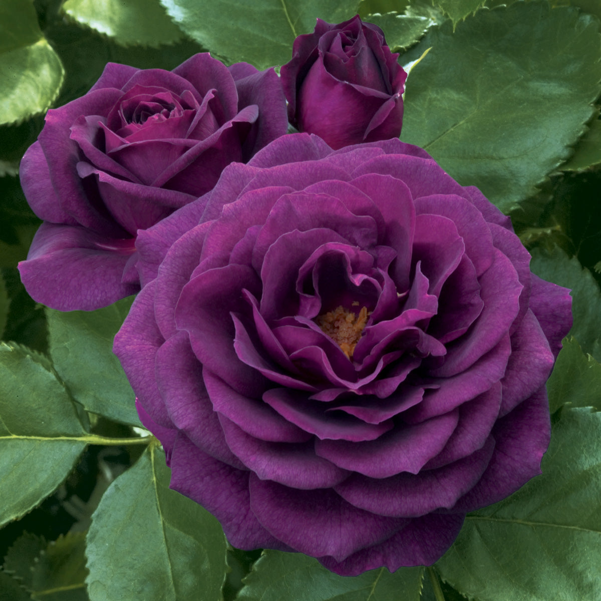 Floribunda Roses Color Floribunda Roses - David Austin Roses