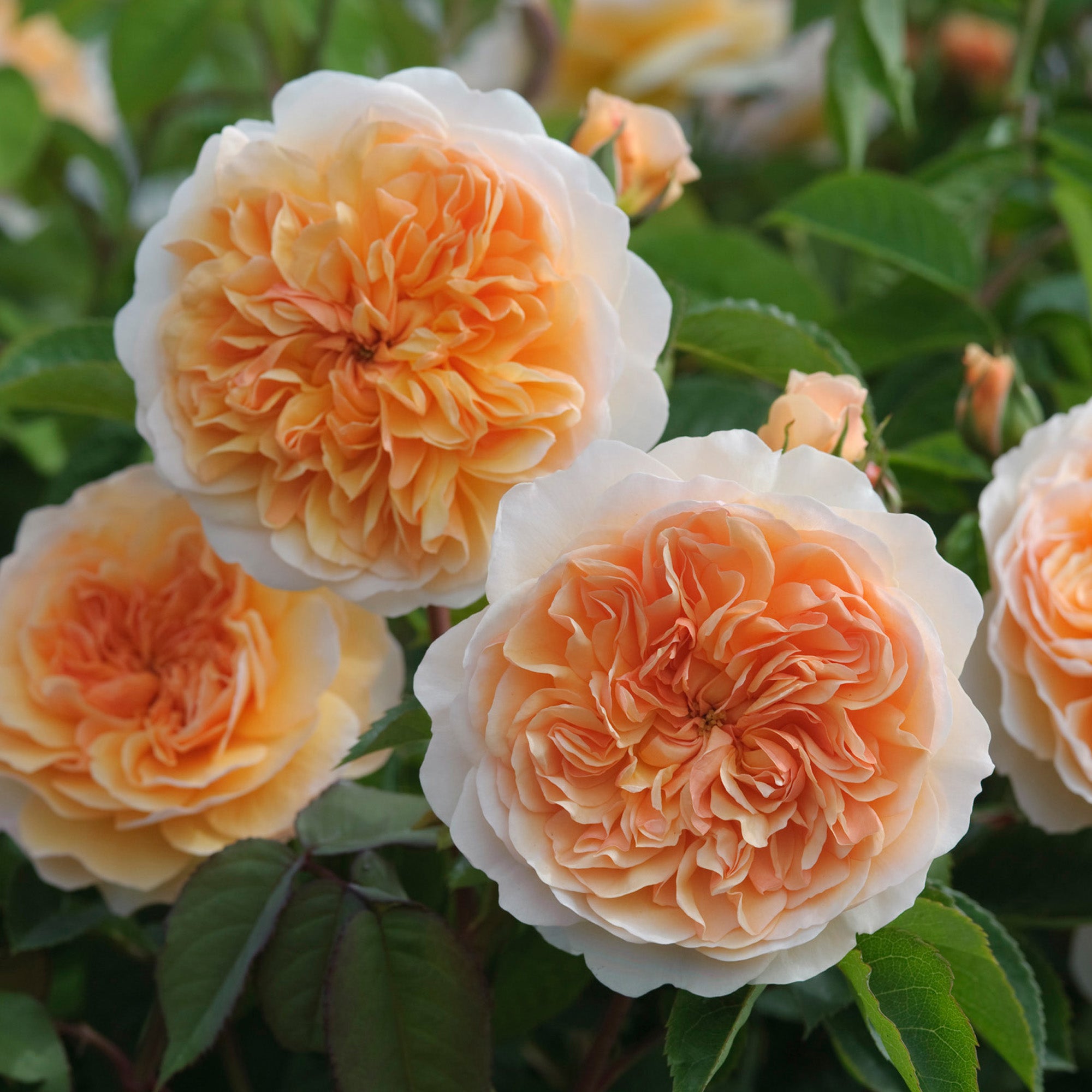 Sunlight Roses Port Sunlight (Auslofty) | English Shrub Rose | David Austin Roses
