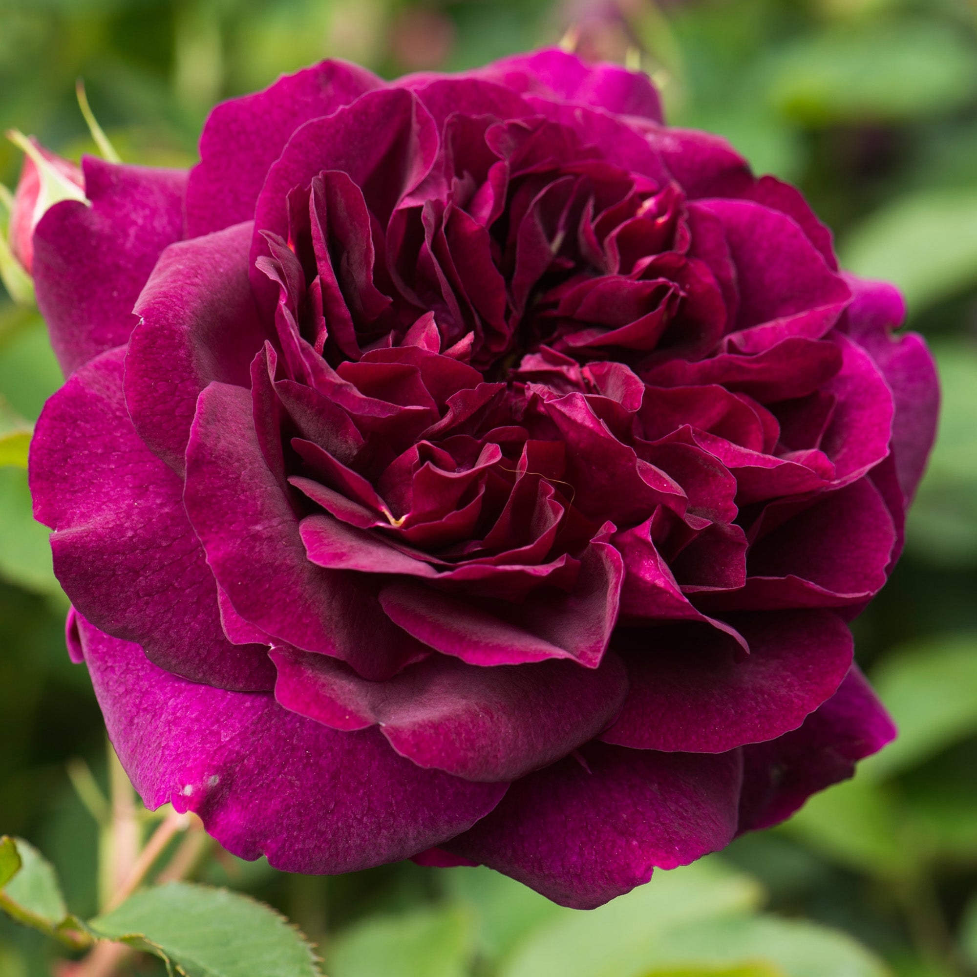 David Austin Roses Darcey Bussell - Thumbnail 4