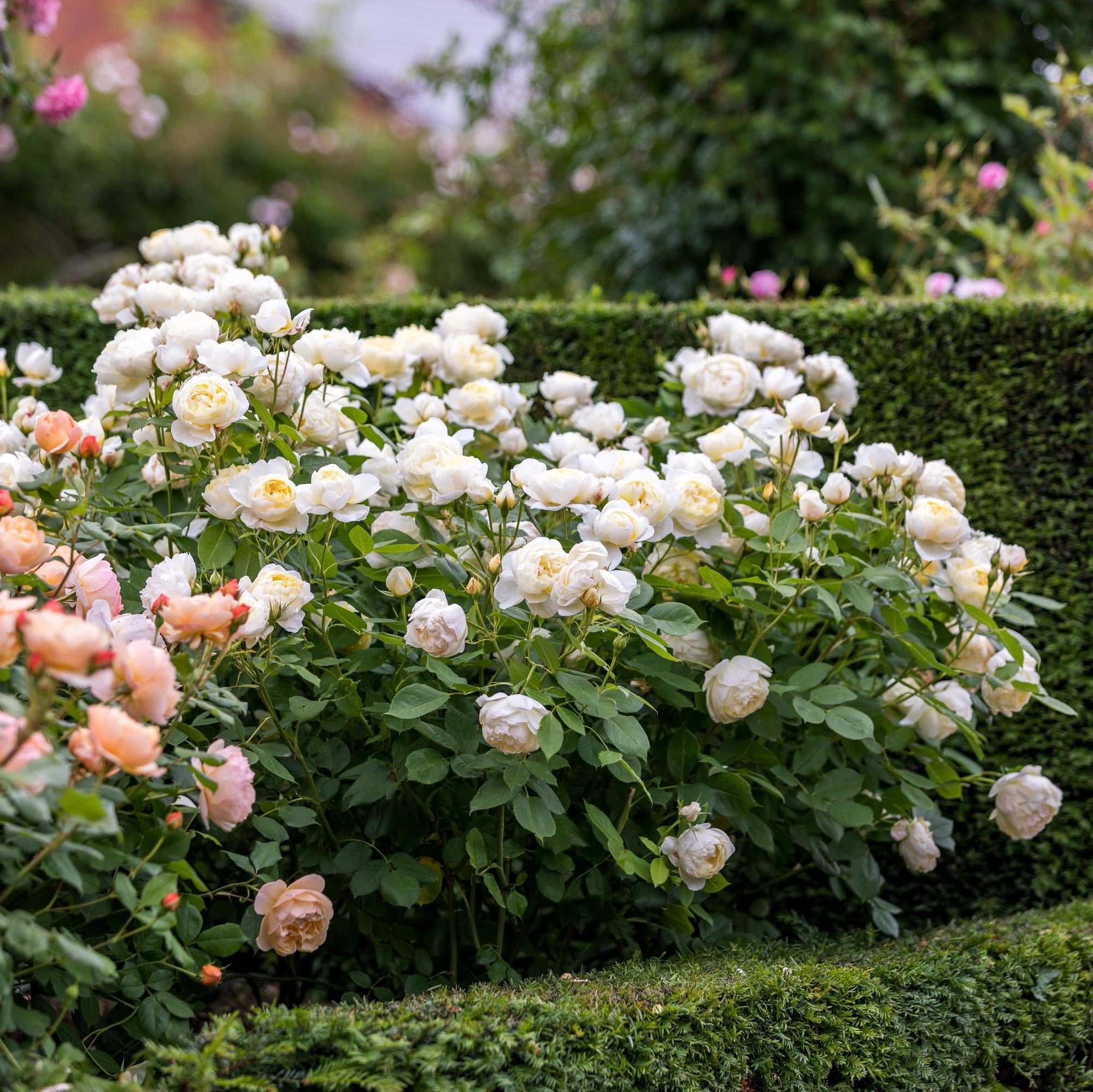Vanessa Bell (Auseasel) | English Shrub Rose | David Austin Roses