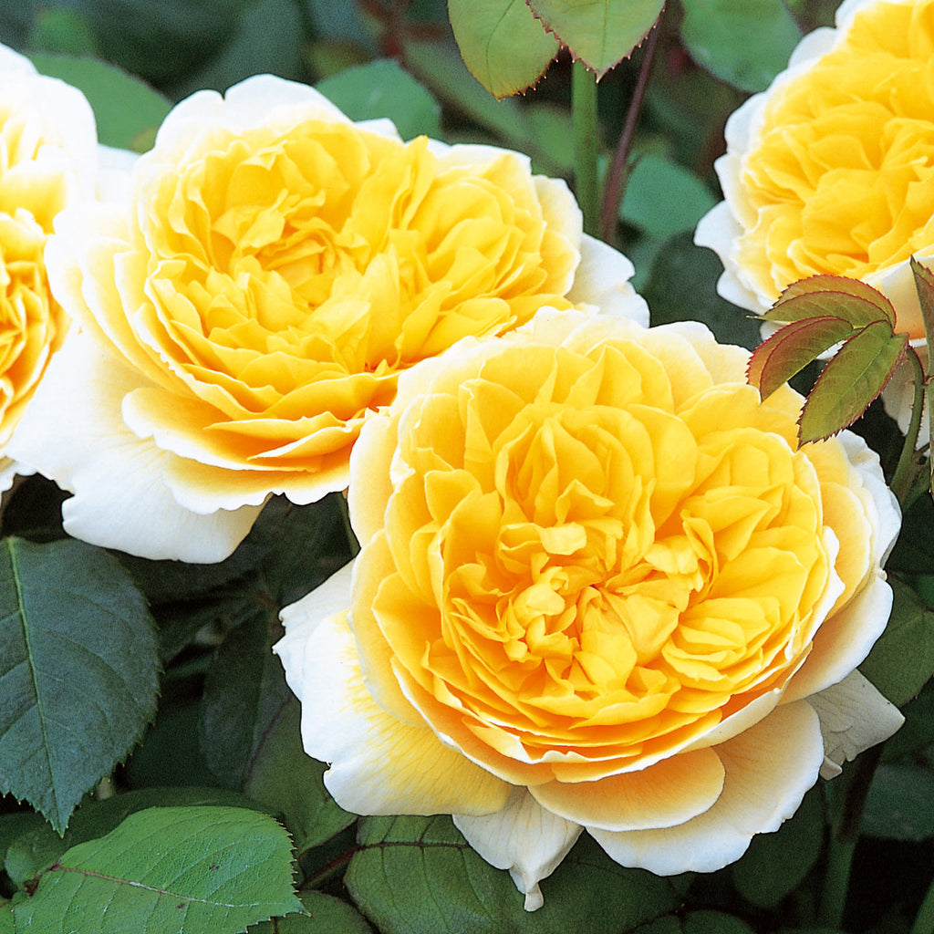Charlotte (Auspoly) | English Standard Tree Rose | David Austin Roses