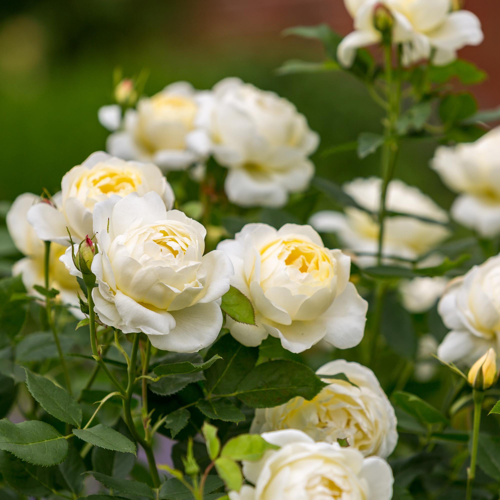 David Austin Roses Vanessa Bell Rose - Thumbnail 3