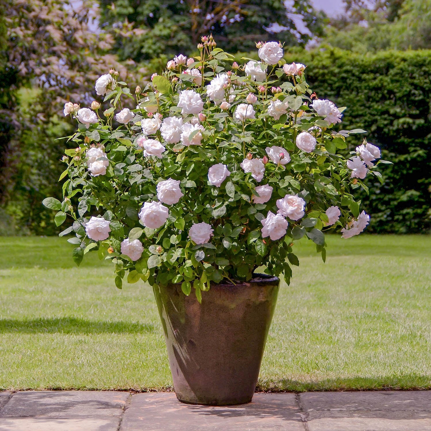 Winchester Cathedral (Auscat) | English Shrub Rose | David Austin