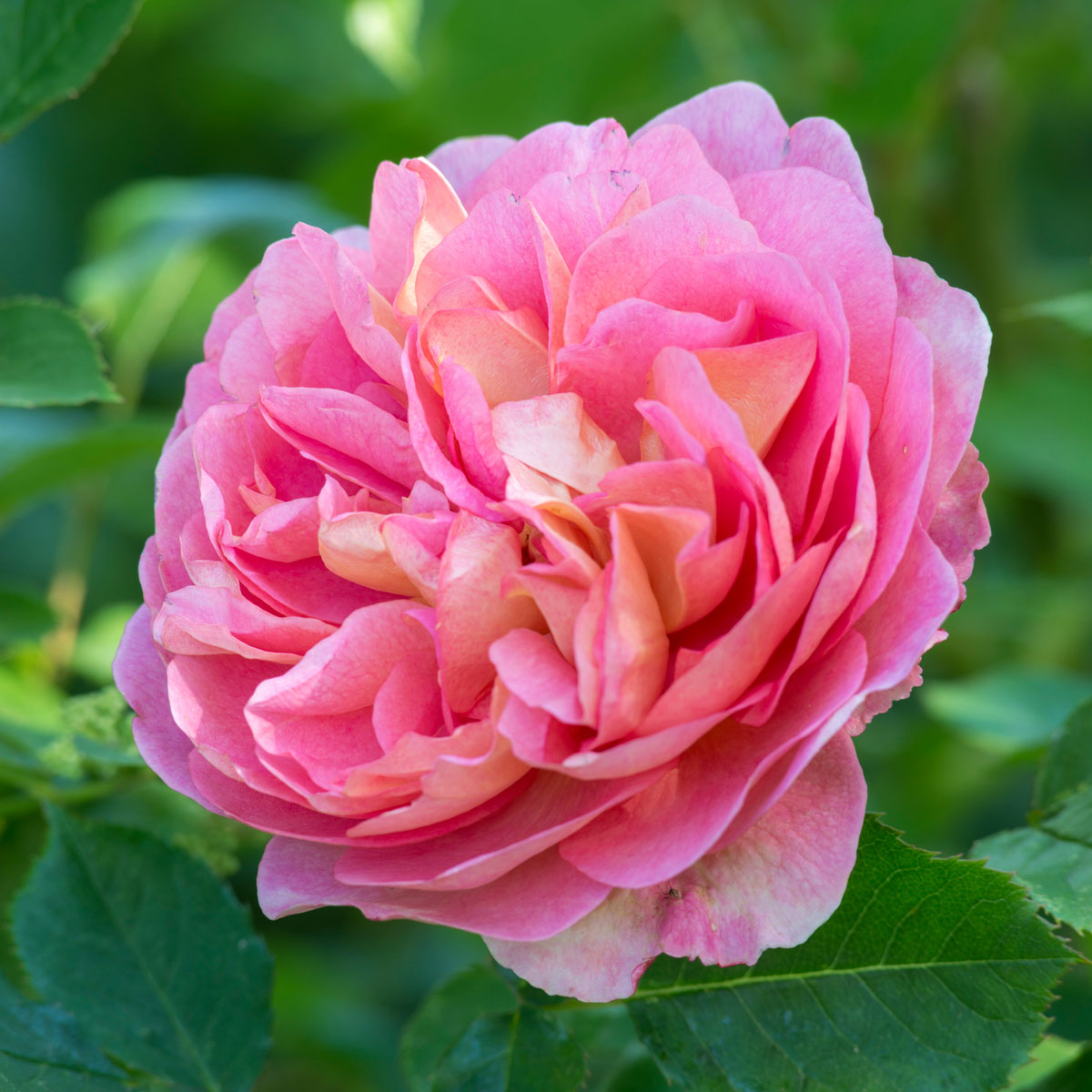 Boscobel Shrub Rose - Thumbnail 3